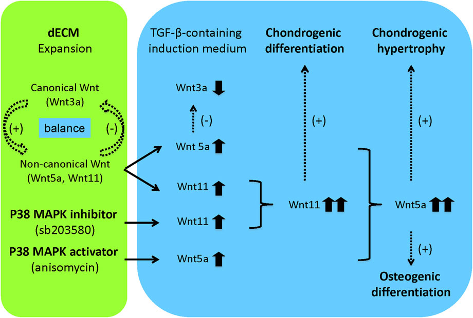 Diagram illustrating the influence of dECM expansion and TGF-β induction on differentiation processes. Canonical Wnt3a balance and non-canonical Wnt5a/Wnt11 pathways are influenced by P38 MAPK inhibitors and activators. Arrows indicate upregulation of Wnt5a and Wnt11, promoting chondrogenic differentiation, hypertrophy, and osteogenic differentiation through TGF-β induction.
