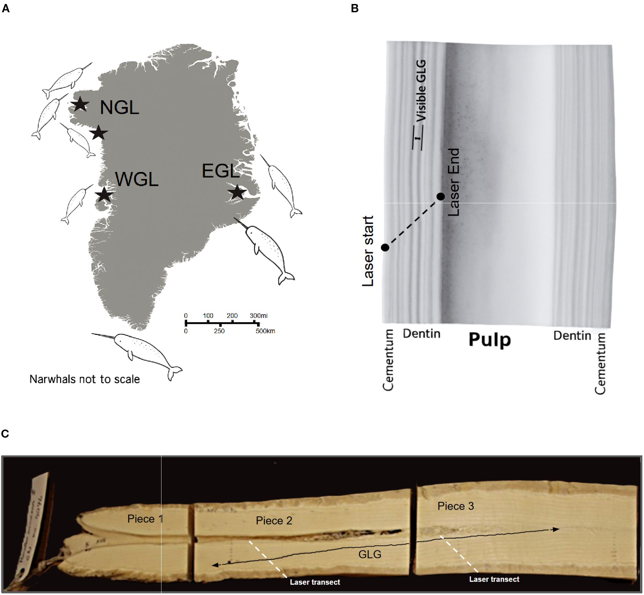 Map of Greenland showing narwhal locations with stars labeled NGL, WGL, and EGL, alongside illustrations of narwhals (A). Cross-section of a tooth with labeled regions: cementum, dentin, pulp, and laser path (B). Three-piece narwhal tusk section with labeled regions and laser transect marked at GLG (C).