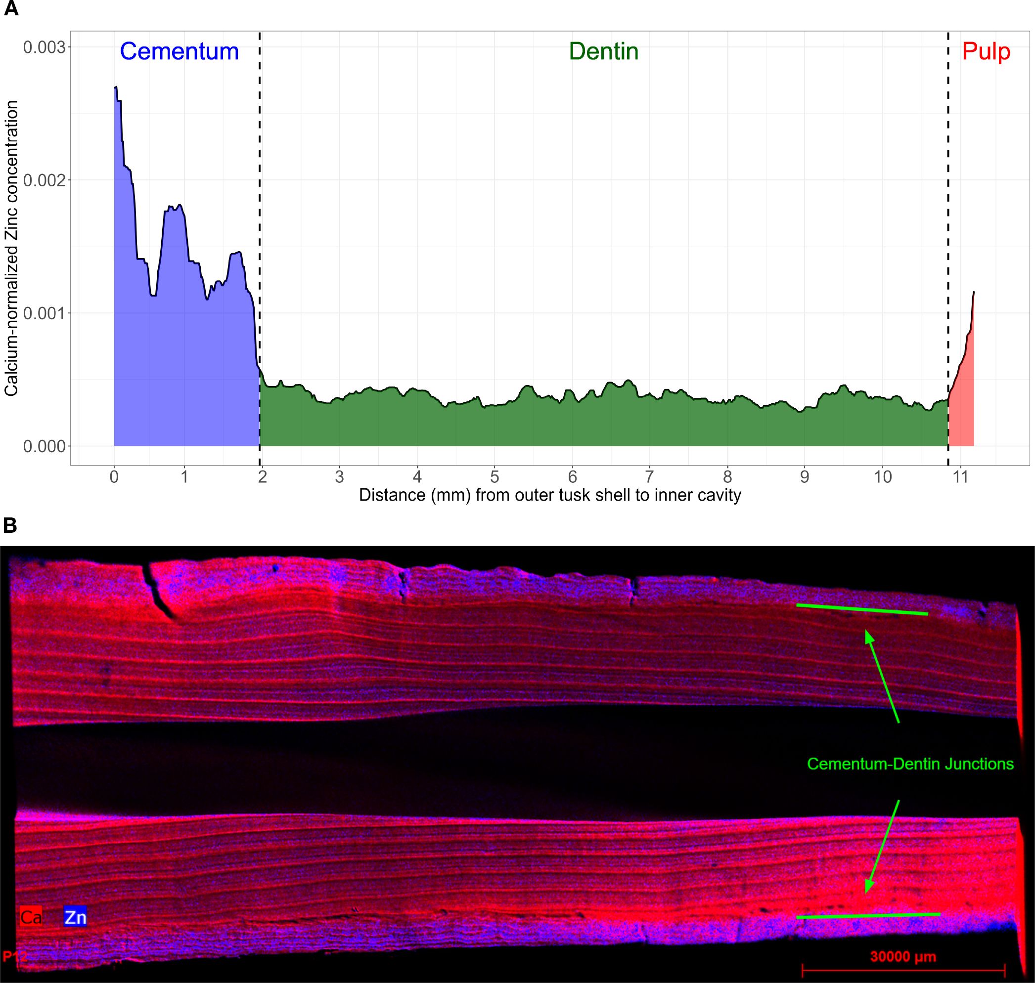 Graph A shows zinc concentration in a tusk, with regions labeled cementum (blue), dentin (green), and pulp (red) across a distance from the outer shell to the inner cavity. Image B is a microscopic view of a tusk cross-section highlighting cementum-dentin junctions with fluorescence to indicate calcium and zinc concentrations.