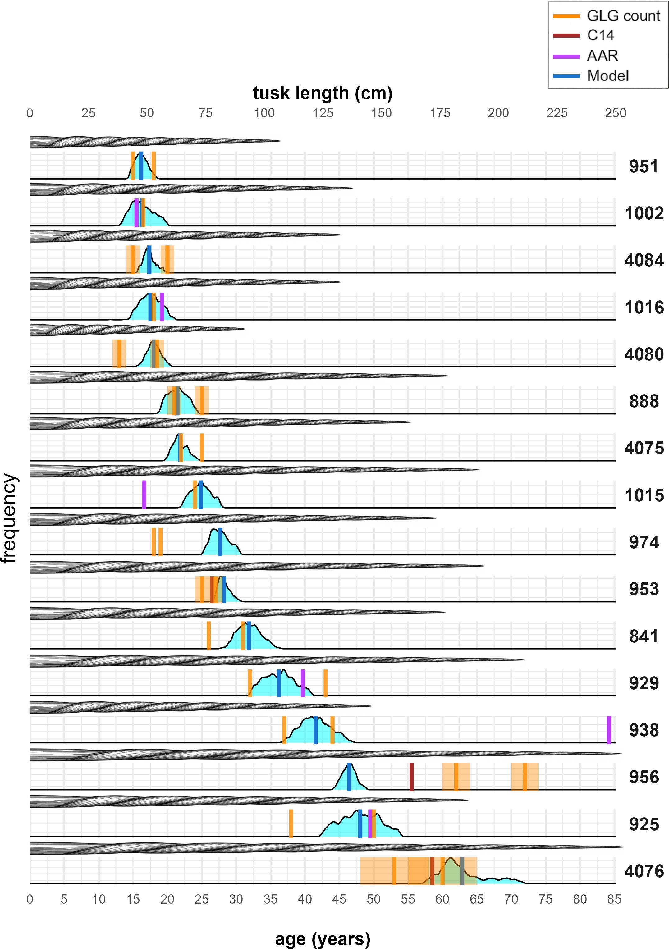 Histogram displaying tusk length in centimeters across various ages, ranging from zero to eighty-five years. Frequencies are indicated on the vertical axis, with different methods color-coded: GLG count (orange), C14 (red), AAR (purple), and Model (blue). Various tusk lengths and ages are illustrated for individual specimens denoted by numbers on the right.