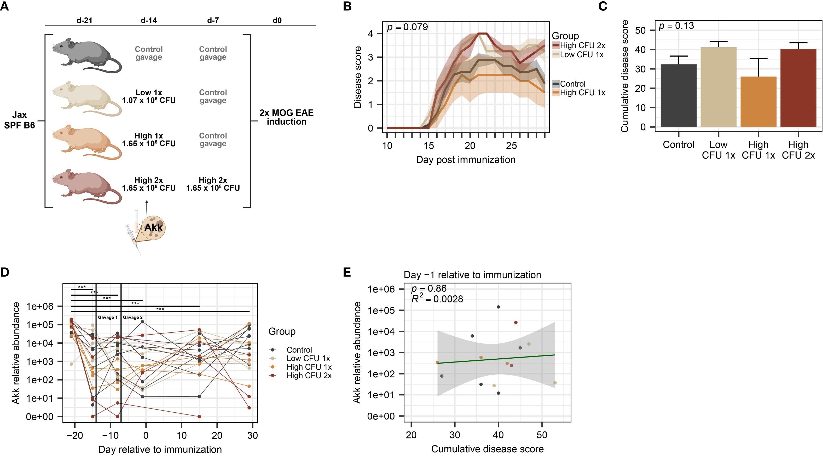 Illustration and charts depicting an experimental setup and results with mice. Panel A shows a timeline and treatment scheme for different groups of mice receiving control or varying doses of CFU of Akkermansia muciniphila before MOG EAE induction. Panel B displays a line graph of disease scores over days post-immunization for each group. Panel C shows a bar chart of cumulative disease scores with statistical significance. Panel D is a line graph of Akk relative abundance over time, distinguishing groups by CFU dosages. Panel E shows a scatter plot relating Akk relative abundance to cumulative disease scores.