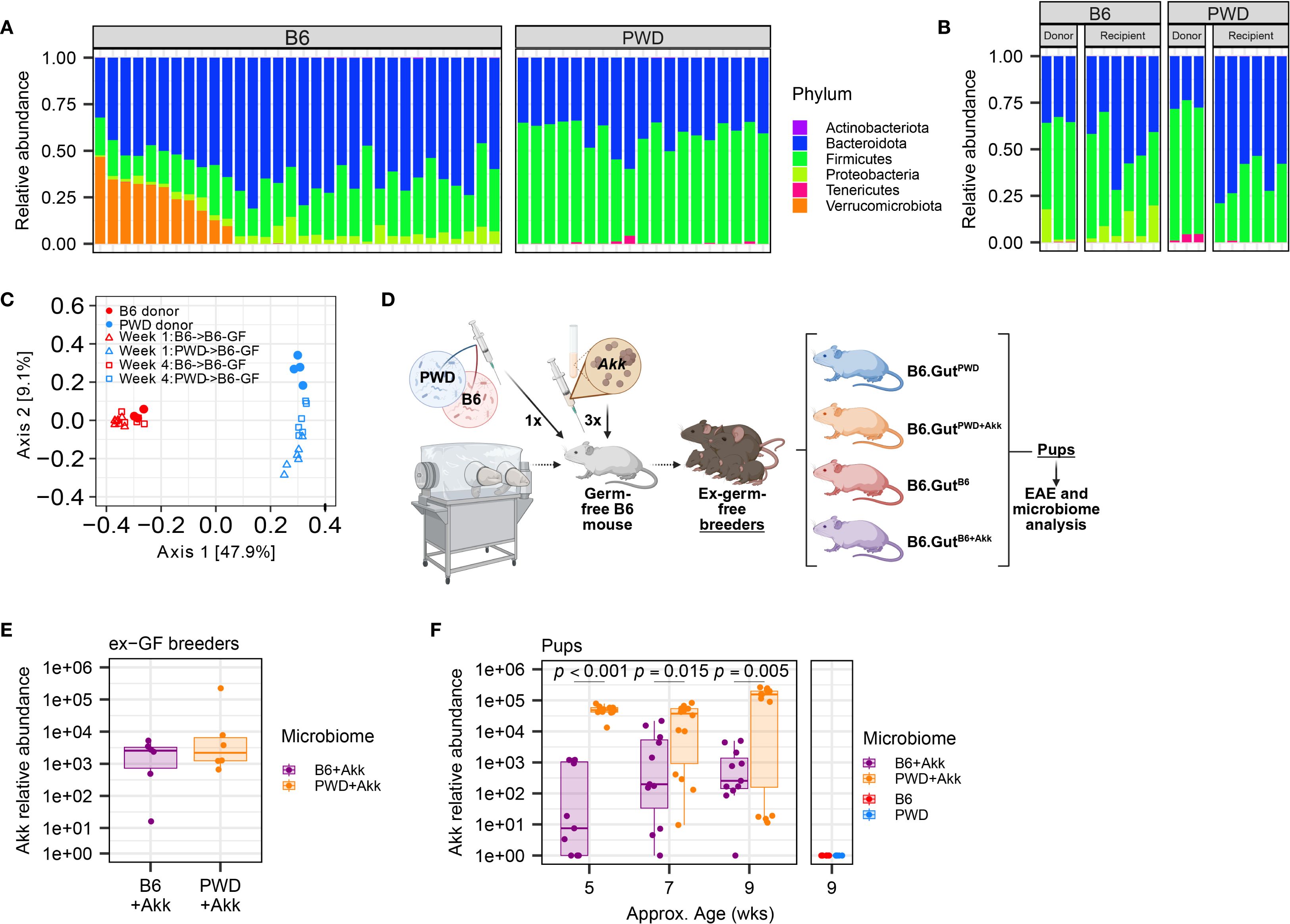 Panel A shows bar charts of microbial relative abundance for B6 and PWD mice across six phyla, including Actinobacteriota and Verrucomicrobiota. Panel B compares relative abundance between donor and recipient mice. Panel C features a scatter plot of microbial compositions on two axes. Panel D illustrates experimental setup with germ-free mice, transferring microbiomes, and analysis plans. Panel E displays box plots of Akkermansia abundance in ex-germ-free breeders with two microbiome types. Panel F shows box plots of Akkermansia abundance in pups at different ages with significant p-values noted.