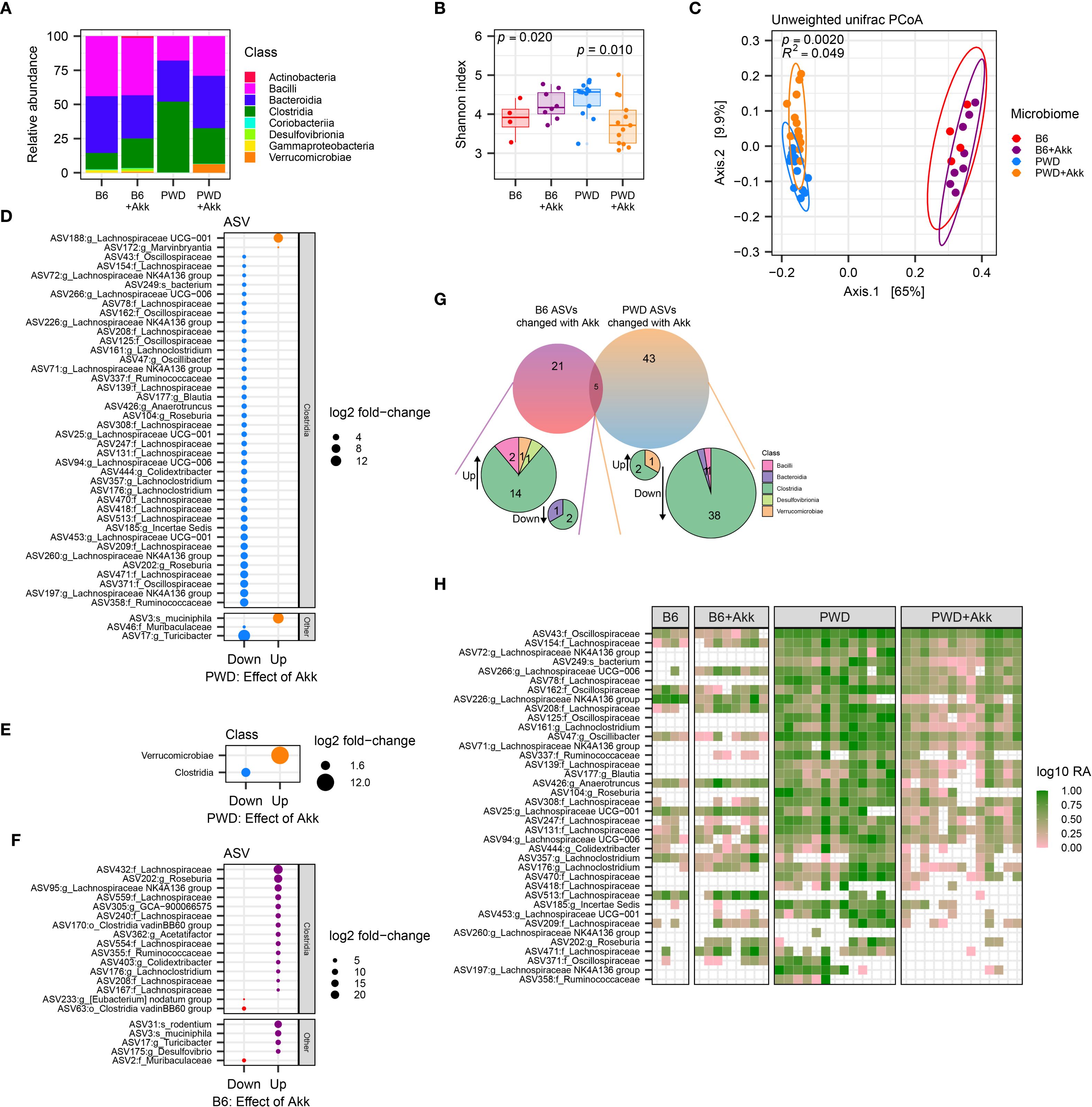 A series of graphs and diagrams illustrate microbiome data analysis. Panel A shows a bar chart of class-relative abundance. Panel B presents box plots comparing Shannon Index values, with significant p-values. Panel C displays a PCoA plot mapping microbiome samples. Panel D includes a dot plot of log2 fold-change for ASVs. Panel E shows fold-change of two bacterial classes. Panel F presents changes in ASVs for B6 mice. Panel G contains Venn diagrams of ASV changes with Akk treatment. Panel H displays heatmaps of ASV abundance across different groups.