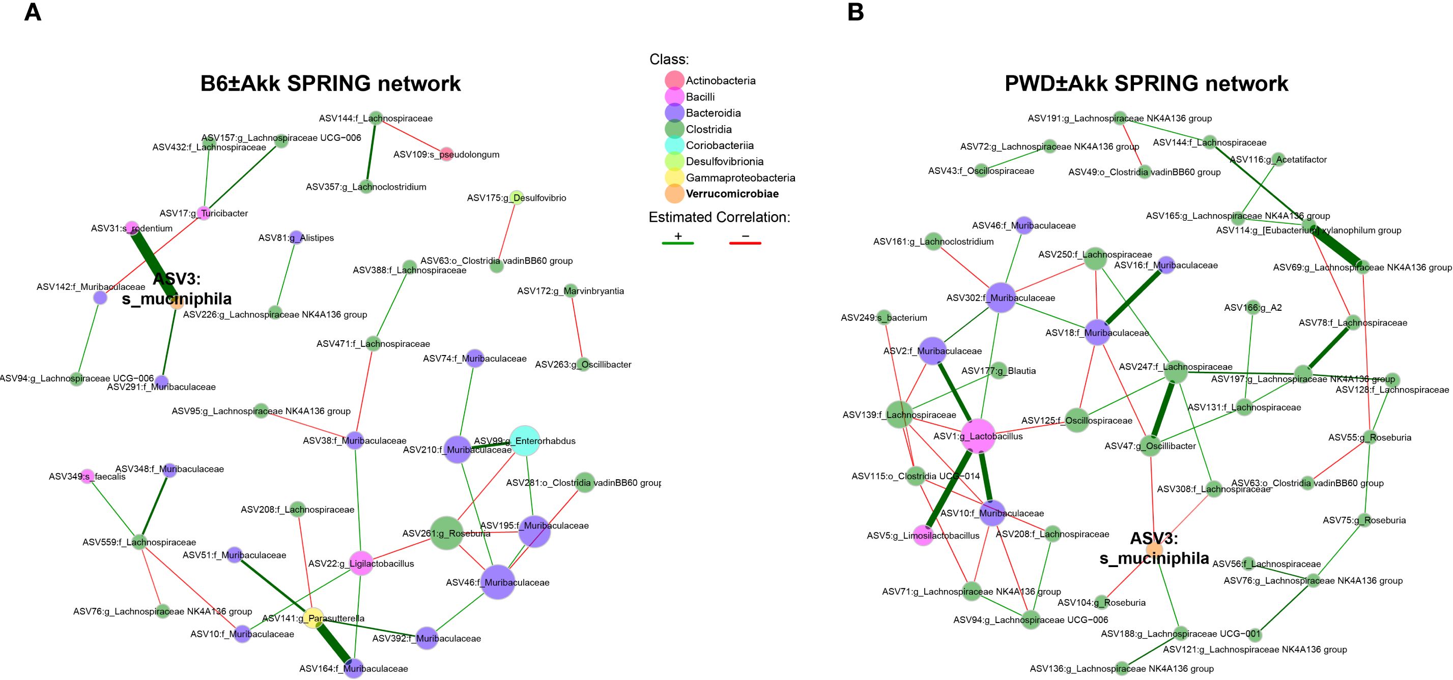 Microbial SPRING network diagrams labeled A and B depict relationships between microbial classes such as Actinobacteria, Bacilli, and Bacteroidia. Nodes represent different microbial species, color-coded by class. Lines indicate estimated positive (green) and negative (red) correlations. Key species like “ASV3: s_muciniphila” are highlighted, showing connections with others.