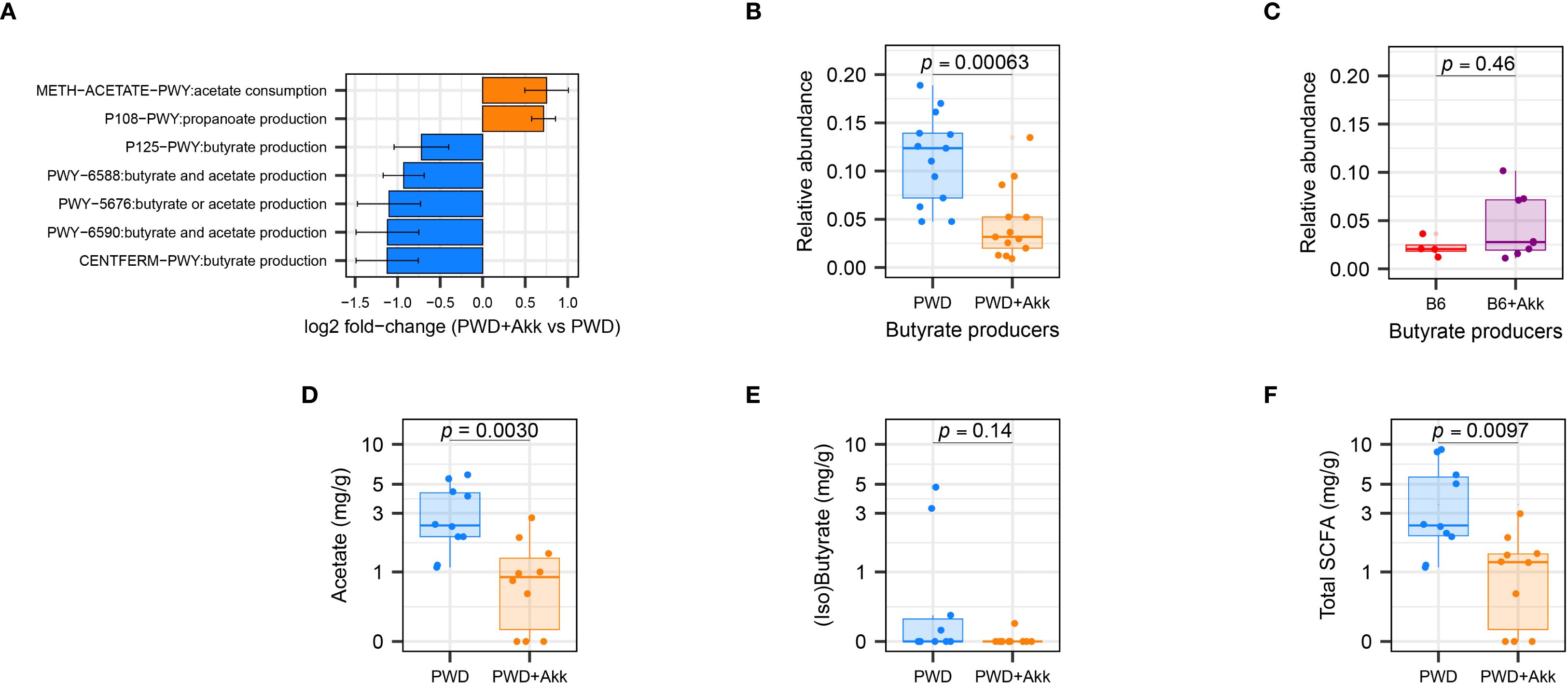 Panel A shows pathways with log2 fold-change between PWD plus Akk and PWD alone, indicating differences in acetate and butyrate production. Panels B and C are box plots of relative abundance of butyrate producers with significant differences in PWD plus Akk versus PWD (p = 0.00063) but not in B6 plus Akk versus B6 (p = 0.46). Panels D, E, and F display acetate, (iso)butyrate, and total short-chain fatty acid (SCFA) concentrations respectively, with significant differences noted for acetate (p = 0.0030) and total SCFA (p = 0.0097) but not for (iso)butyrate (p = 0.14) between PWD plus Akk and PWD.