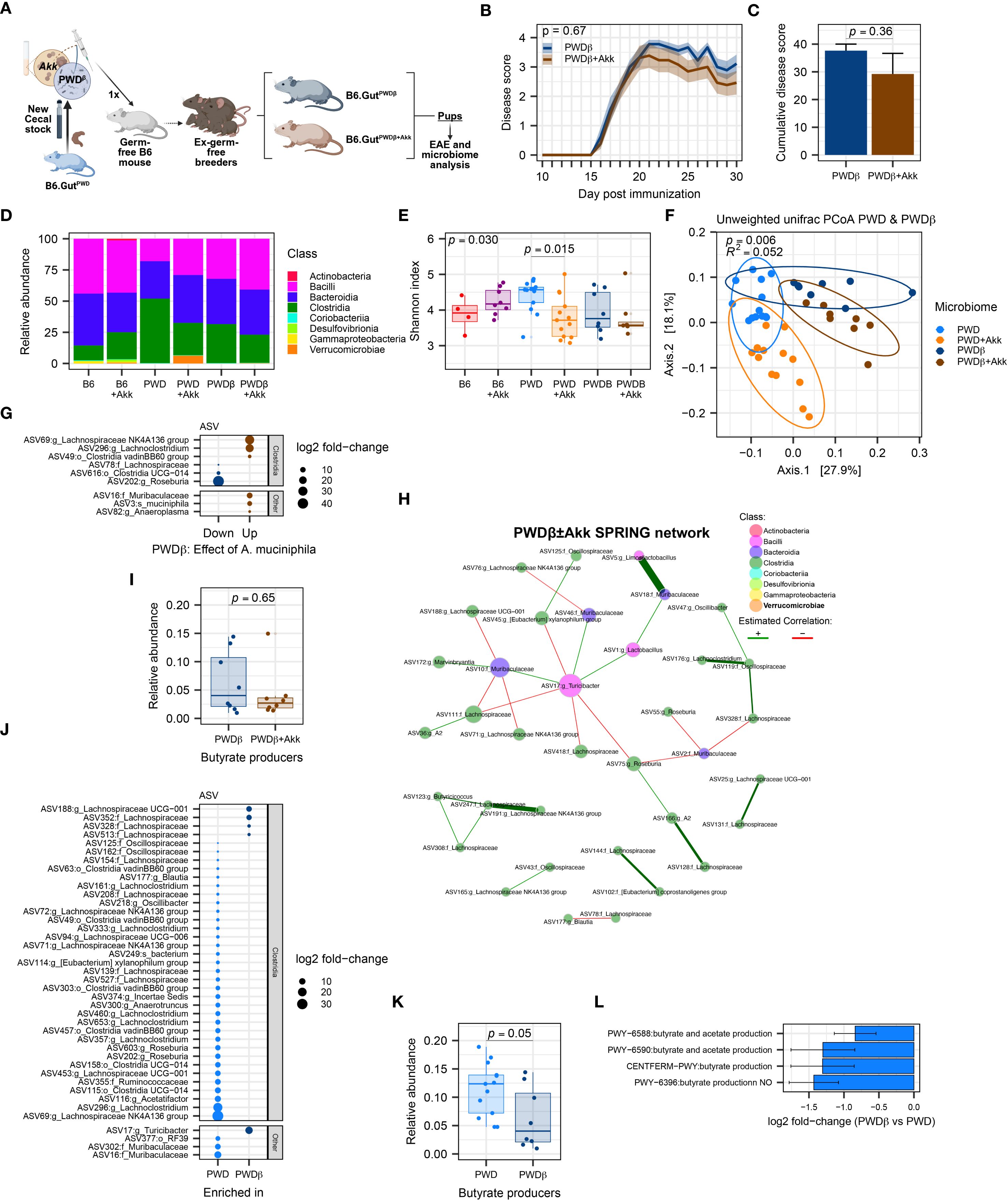 Diagram showing various microbiome and immunological analyses. A: Illustration of experimental design using germ-free mice for microbiome analysis. B: Line graph comparing disease scores over time between PWD and PWD plus Akk groups. C: Bar graph showing cumulative disease scores, with statistical significance noted. D: Stacked bar graph of microbial class relative abundances across different groups. E: Box plots comparing Shannon index, indicating microbial diversity, between groups. F: PCoA plot depicting microbial composition differences. G: Dot plot showing log2 fold-change of ASV related to A. muciniphila. H: SPRING network visualizing microbiome associations, with nodes colored by class. I: Box plot of relative abundance focusing on butyrate producers. J: ASV dot plot highlighting enriched bacteria. K: Another box plot of relative abundance for butyrate producers. L: Bar graph depicting log2 fold-change in butyrate and acetate production, indicating enrichment in certain conditions.