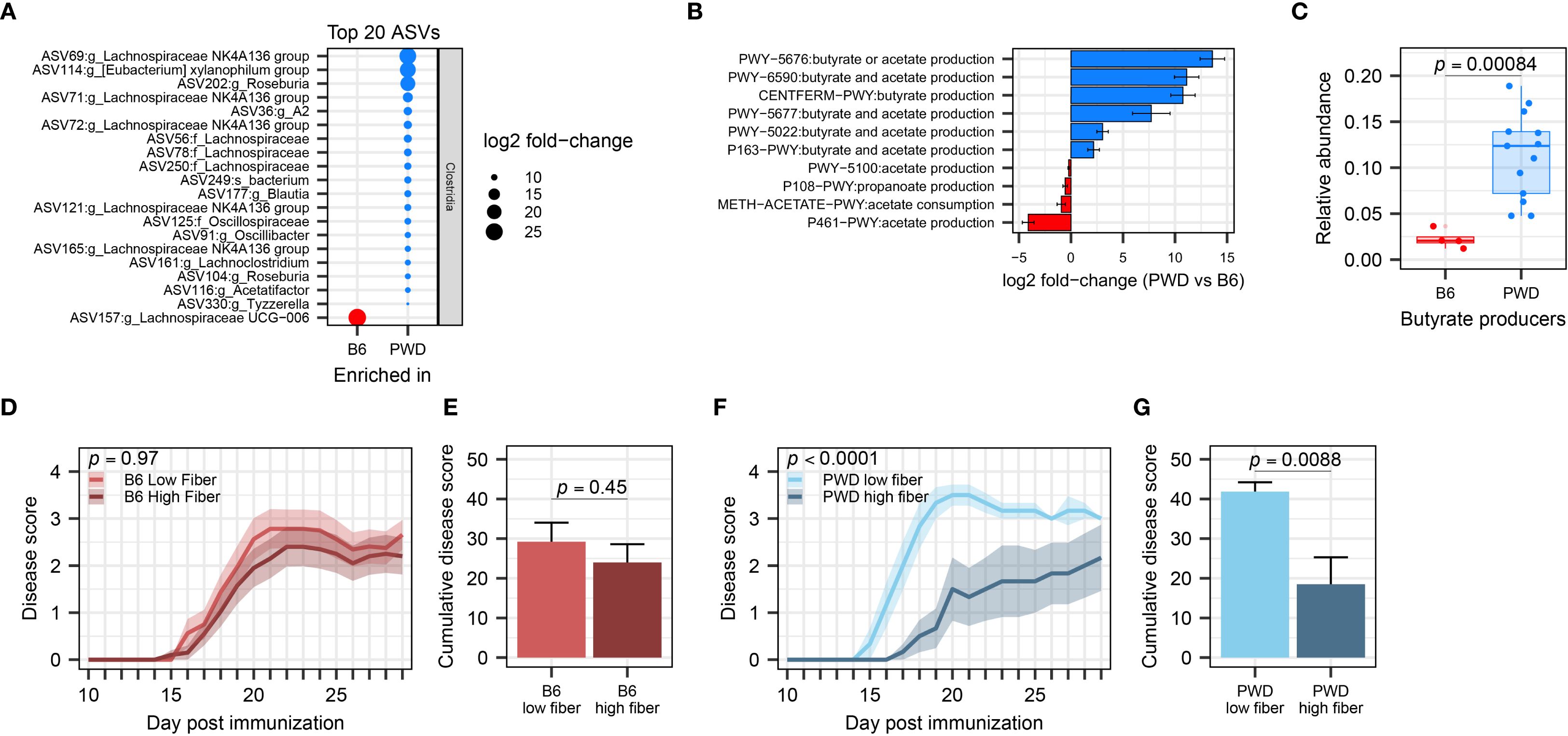 Group of seven charts analyzing microbiome and disease scores. A: Dot plot showing top 20 ASVs, with increased presence in PWD compared to B6. B: Bar chart of butyrate and acetate production pathways enriched in PWD. C: Box plot showing higher relative abundance of butyrate producers in PWD. D and E: Line and bar charts showing no significant difference in disease scores between B6 low and high fiber groups. F and G: Line and bar charts showing significant improvement in disease scores for PWD high fiber group. Charts use various p-values for statistical significance.