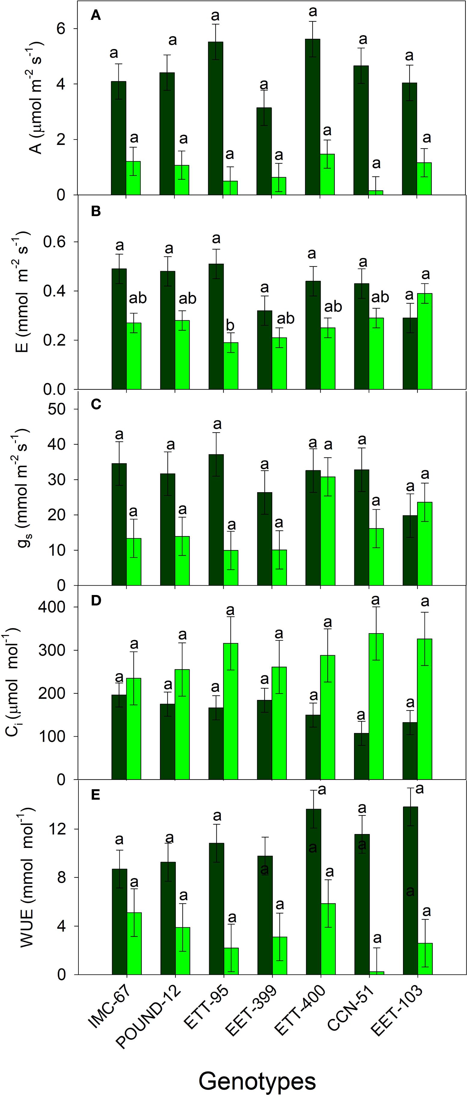 Bar graphs showing various physiological measurements for different genotypes: A) Net photosynthesis (A), B) Transpiration rate (E), C) Stomatal conductance (g_s), D) Intercellular CO2 concentration (C_i), and E) Water use efficiency (WUE). Each genotype (IMC-67, POUND-12, ETT-95, EET-399, ETT-400, CCN-51, EET-103) is represented by two bars: dark green and light green, with error bars and statistical markers above each for comparison.