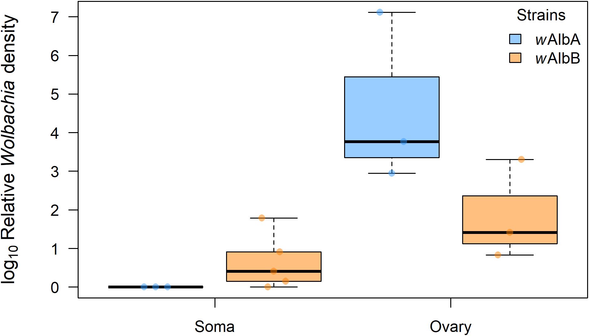 Box plot showing log10 relative Wolbachia density in soma and ovary tissues for wAlbA (blue) and wAlbB (orange) strains. wAlbA exhibits higher density in ovary, while both strains have low density in soma.