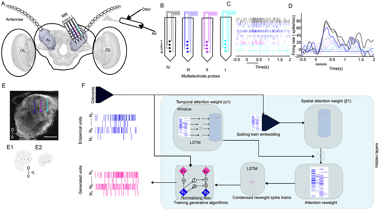 Diagram illustrating neural activity in an insect brain involving odor detection. Panel A shows anatomical structures with antennae and antennal lobe labeled. Panel B presents multielectrode probes. Panel C displays spiking activity over time, and Panel D shows firing rates. Panel E provides a close-up of the antennal lobe with colored arrows. Panel F depicts a flowchart of data processing using LSTM networks for temporal and spatial attention in spike train analysis. The diagram involves empirical and generated data units.