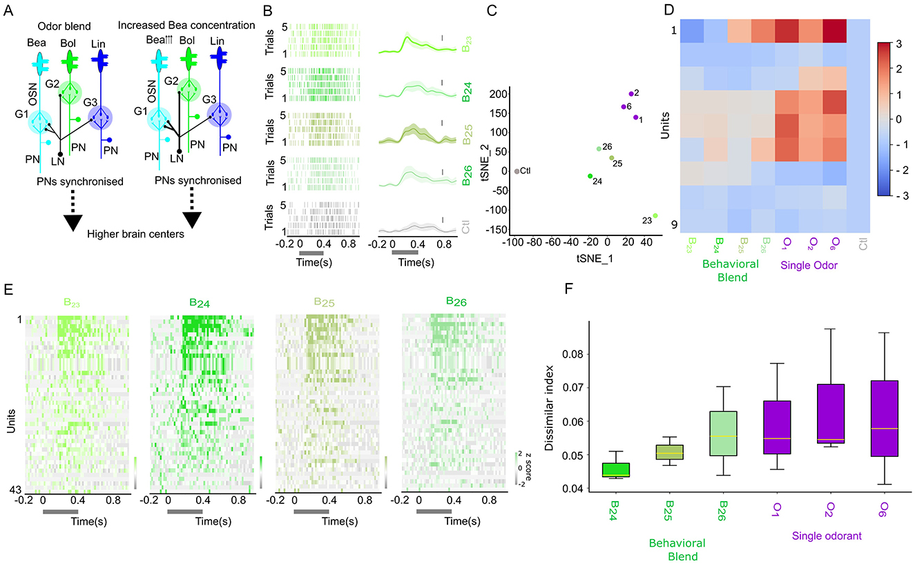 Composite image with four panels: A) Line plot showing spike times for LN (red) and PN (blue) over 5 seconds. B) Bar graphs comparing within-burst spikes, burst frequency, and mean surprise for different studies. C) t-SNE plot of joint spike-triggered average (STA) for extracted PN; multicolored dots represent different odorant conditions. C1) t-SNE plot of joint STA for extracted LN with similar data representation. D) t-SNE plot for PN only STA. D1) t-SNE plot for LN only STA. Legends indicate single odorant, non-behavioral blend, behavioral blend, and control conditions.