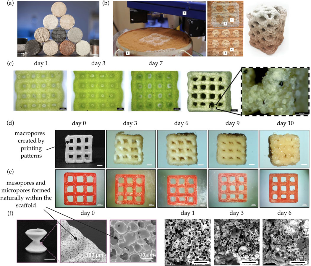 A series of images illustrating scaffold fabrication and morphological changes over time. (a) A pyramid of cylindrical samples showing various texture surfaces. (b) Scaffolds being printed and showing different stages of material texture. (c) Day-by-day progression of sample growth, from green on day 1 to white and porous by day 7, with a close-up of porous structure. (d) Images from day 0 to day 10 showing macropores formed by printing patterns. (e) Day-by-day growth progression of scaffolds with natural mesopores and micropores. (f) Close-up images showing scaffold microstructure with varying pore sizes over six days.