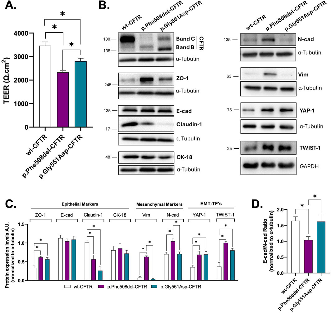Bar and graph panels illustrate the effects of different CFTR mutations on TEER and protein expression. Panel A shows a bar graph of TEER values for three CFTR variants, with wild-type CFTR having the highest values. Panel B presents Western blot analyses for protein expression, including CFTR, epithelial markers, mesenchymal markers, and EMT transcription factors. Panel C provides bar graphs of protein expression levels, normalized to α-tubulin, across different CFTR variants. Panel D shows a bar graph of the E-cadherin to N-cadherin ratio, indicating differences among the variants. Statistical significance is marked with asterisks.