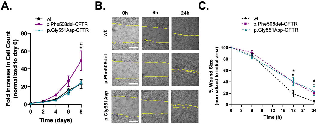 Panel A shows a line graph depicting the fold increase in cell count over eight days for wild type, p.Phe508del-CFTR, and p.Gly551Asp-CFTR, with p.Phe508del showing a significant increase. Panel B contains microscope images of cell migration at 0, 6, and 24 hours, highlighting wound healing for wild type, p.Phe508del, and p.Gly551Asp cells. Panel C presents a line graph of wound size percentage decrease over 24 hours, with wild type cells showing faster closure compared to the mutated types.