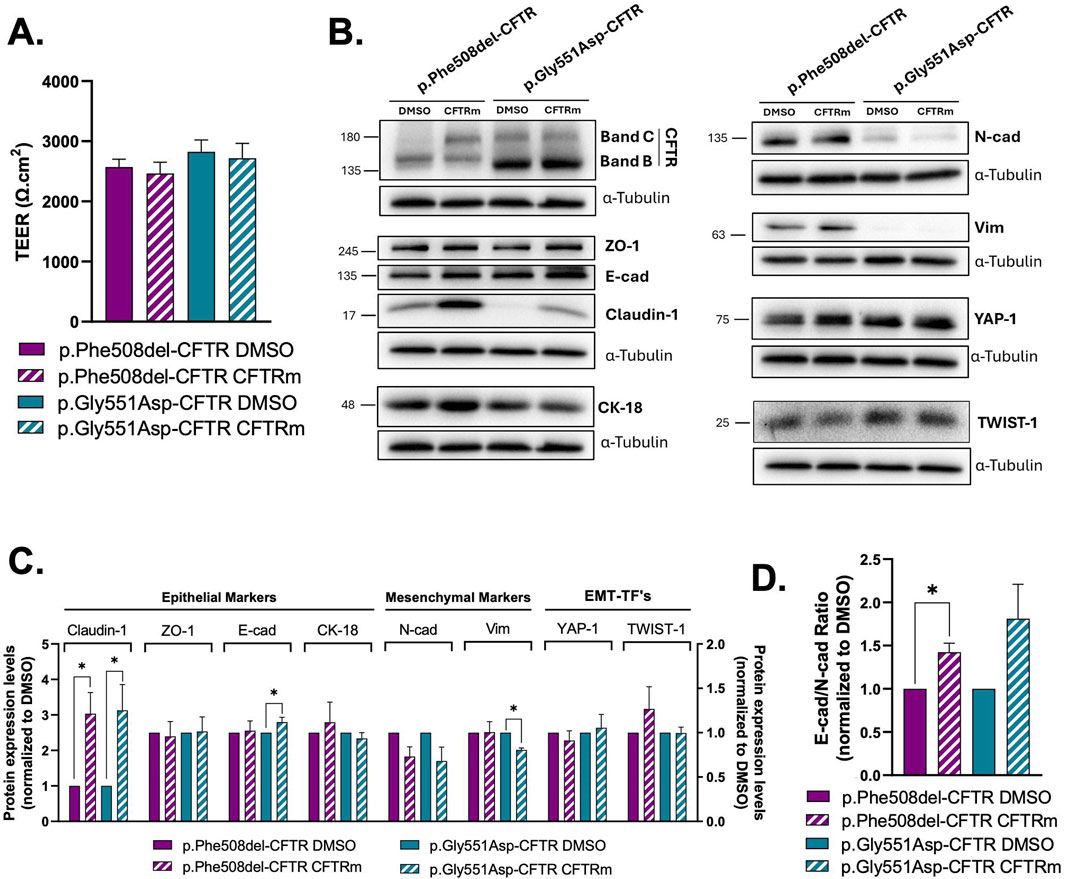Panel A: Bar graph showing transepithelial electrical resistance (TEER) for two CFTR mutations with DMSO and CFTRm treatments. Panel B: Western blot images depicting protein expression for CFTR, epithelial, mesenchymal, and EMT-TF markers with bands labeled for each condition. Panel C: Bar graph of protein expression levels normalized to DMSO, comparing epithelial and mesenchymal markers. Panel D: Bar graph of E-cadherin to N-cadherin ratio normalized to DMSO, highlighting differences between treatments. Asterisks indicate statistical significance.