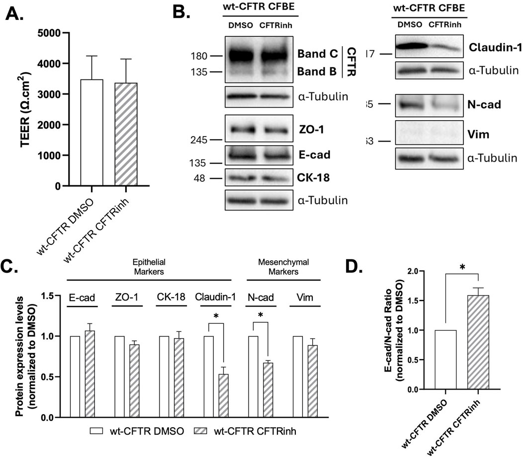 Bar and no line graphs along with protein expression blots illustrate the effects of CFTR inhibition on epithelial and mesenchymal markers. Panel A shows TEER measurements comparing wild-type CFTR with DMSO and CFTR inhibitor treatments. Panel B displays protein blots for CFTR, ZO-1, E-cadherin, CK-18, claudin-1, N-cadherin, and vimentin across treatments. Panel C shows normalized protein expression levels for these markers, with significant differences noted for claudin-1 and N-cadherin. Panel D highlights a significant increase in the E-cadherin to N-cadherin ratio in CFTR inhibitor conditions.