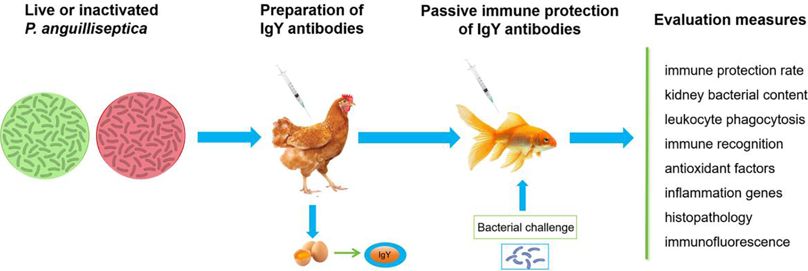 Diagram showing the process of using IgY antibodies for passive immune protection against *P. anguilliseptica*. It includes steps like antibody preparation in chickens, administration to fish, and evaluation measures such as immune protection rate, kidney bacterial content, and histopathology.