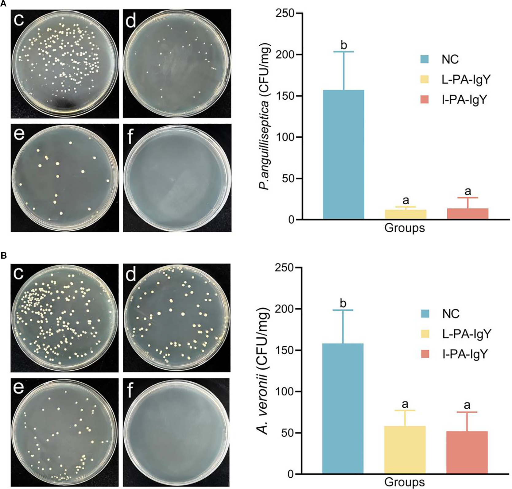 Petri dishes and bar graphs show bacterial growth and inhibition. (A) P. anguilliseptica: Petri dishes with varying bacterial colonies. A bar graph on the right shows bacterial count, with NC having the highest count, and L-PA-IgY and I-PA-IgY significantly lower. (B) A. veronii: Similar Petri dishes with bacterial colonies. The accompanying graph indicates NC with the highest count, with L-PA-IgY and I-PA-IgY reduced. “NC,” “L-PA-IgY,” and “I-PA-IgY” represent different sample treatments.