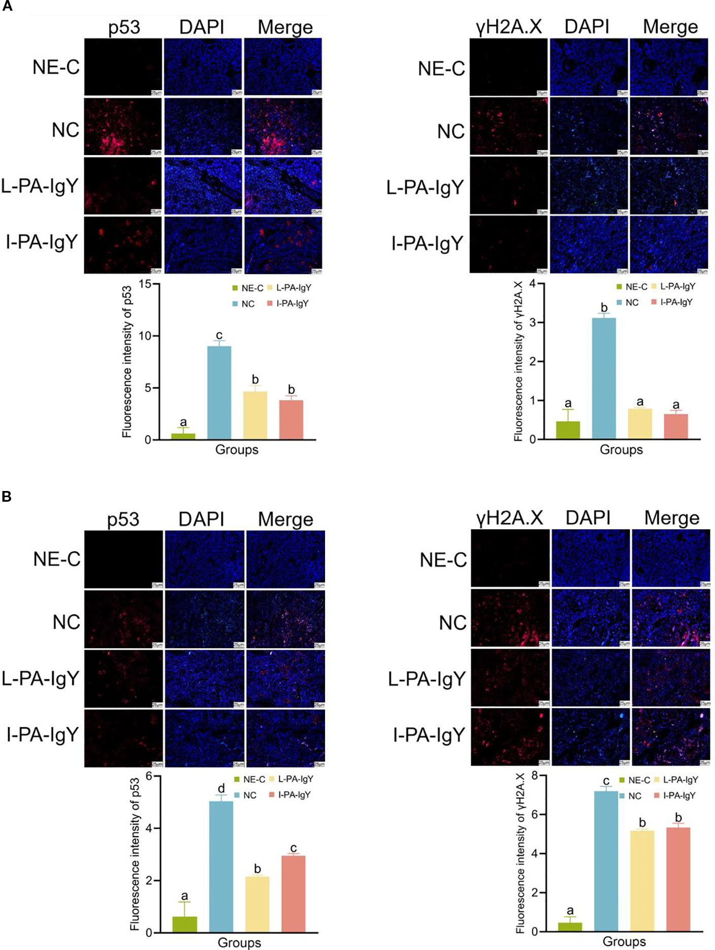 Fluorescence microscopy images and bar graphs show the expression of p53 and γH2A.X in different sample groups: NE-C, NC, L-PA-IgY, and I-PA-IgY. DAPI staining is used for nuclear visualization. Part A displays higher fluorescence intensity of p53 and γH2A.X in the NC group, while Part B shows the NC group also with increased intensity for the same markers. Bar graphs quantify the fluorescence intensity, with statistical significance indicated by different letters.