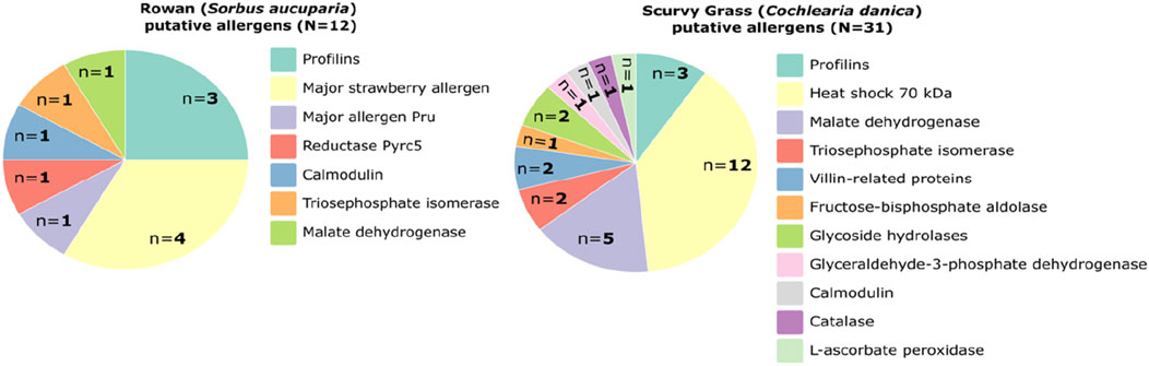 Two pie charts compare putative allergens in Rowan and Scurvy Grass. Rowan allergens include Profilins (3), Strawberry allergen (1), Allergen Pru (1), Pyrc5 (1), Calmodulin (1), Triosephosphate isomerase (4), Malate dehydrogenase (1). Scurvy Grass allergens include Profilins (3), Heat shock 70 kDa (1), Malate dehydrogenase (2), Triosephosphate isomerase (2), Villin-related proteins (12), Fructose-bisphosphate aldolase (5), Glycoside hydrolases (1), Glyceraldehyde-3-phosphate dehydrogenase (1), Calmodulin (1), Catalase (1), L-ascorbate peroxidase (1).