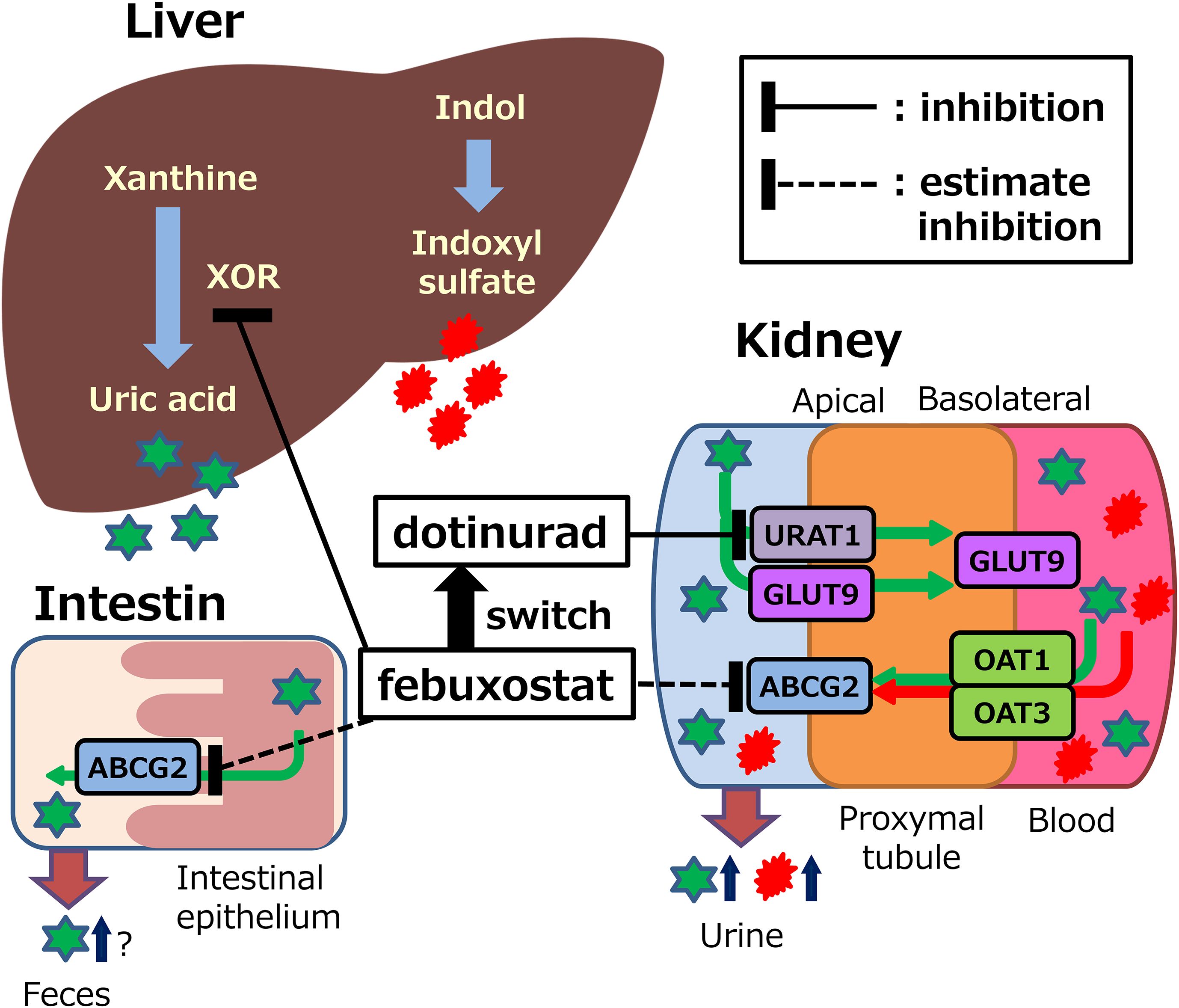 Diagram illustrating the transport and inhibition of compounds in the liver, intestines, and kidney. The liver converts xanthine to uric acid via XOR and indole to indoxyl sulfate. Febuxostat and dotinurad influence this process. In the intestine, ABCG2 facilitates uric acid excretion. In the kidney, URAT1, GLUT9, OAT1, OAT3, and ABCG2 are involved in uric acid and indoxyl sulfate transport, highlighting processes such as inhibition and estimated inhibition. The diagram includes pathways to feces and urine, with symbolic representations of compounds and terms like inhibition and switch.