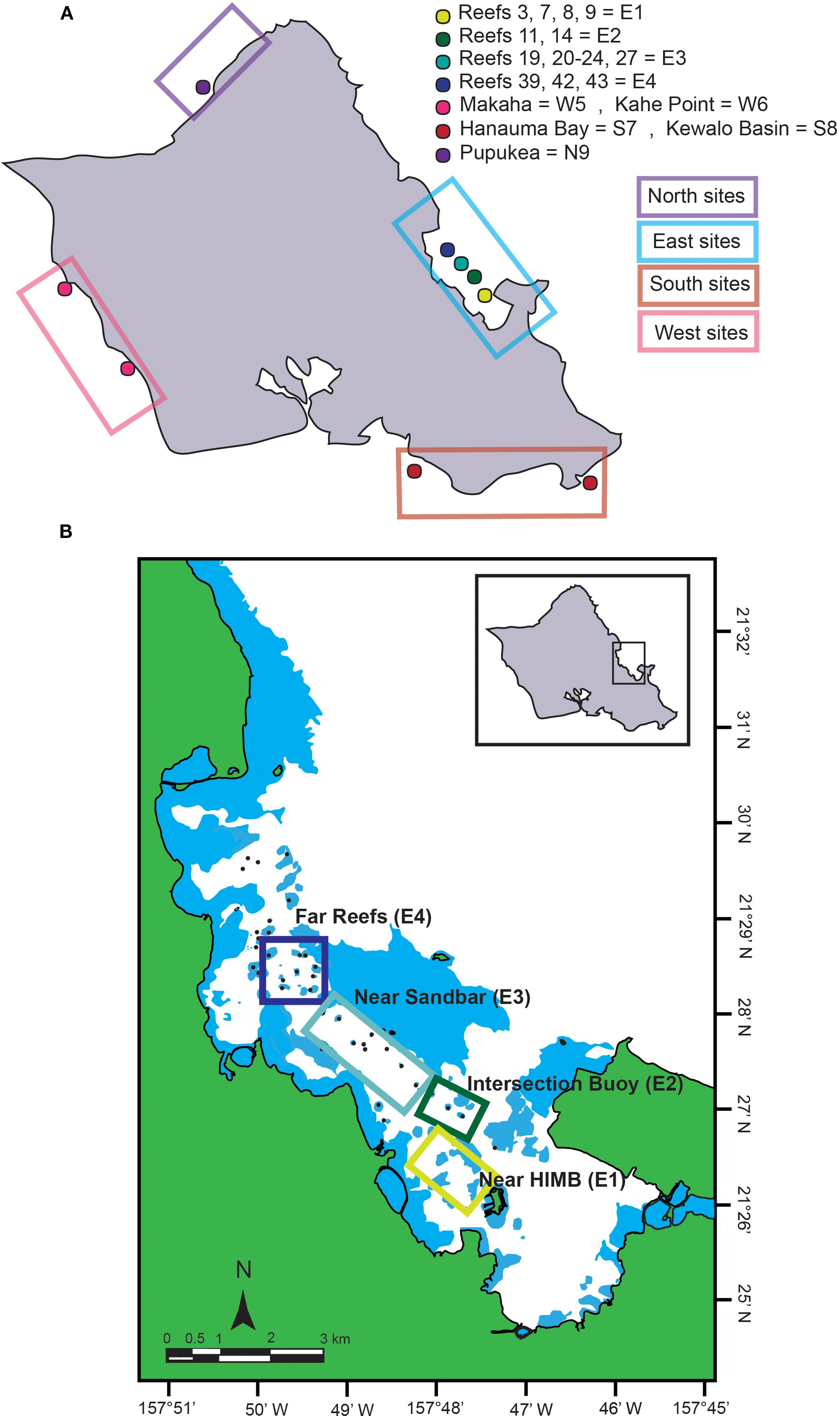 Map with two sections: A, showing cardinal direction samplinglocations on an island with color-coded reefs and landmarks, including Hanauma Bay and Pupukea; B, detailing Kāneʻohe Bay with sampling sites like Far Reefs and Near Sandbar, highlighted by blue and green water areas. Insets provide context for eachsection's location.