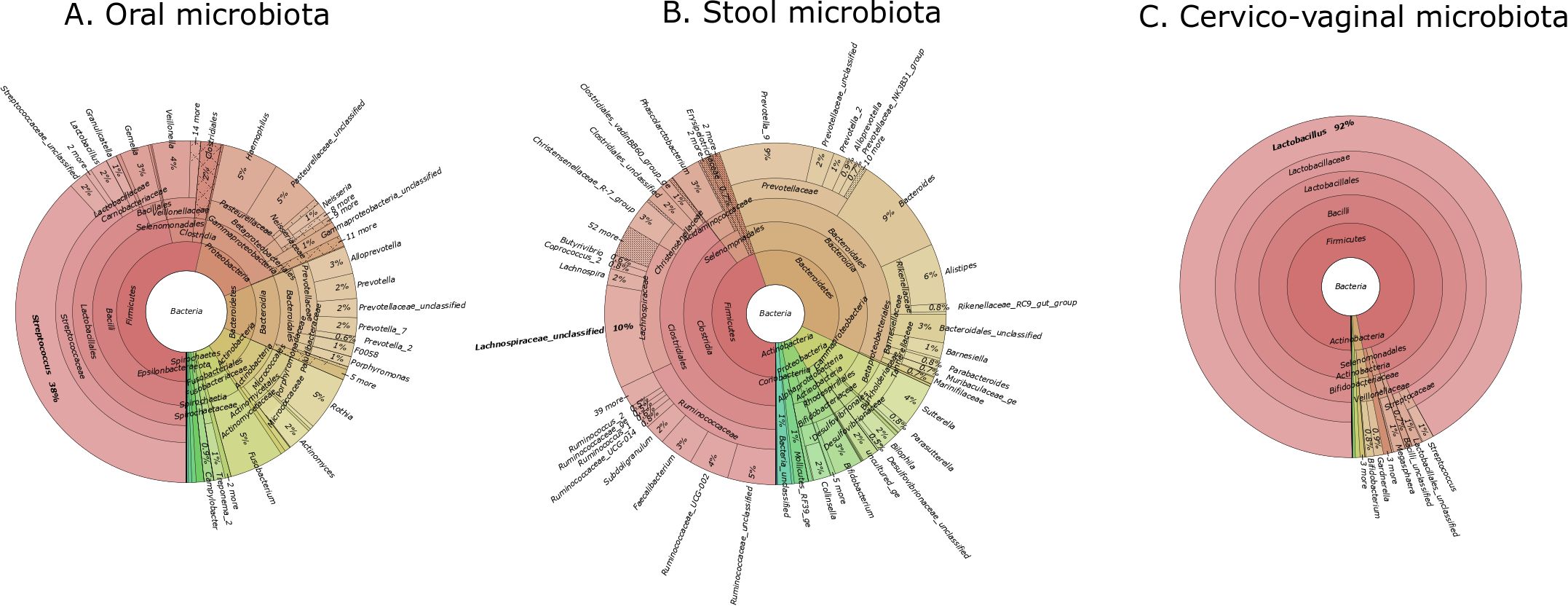 Three circular charts display microbiota compositions in different body sites. A) Oral microbiota chart shows a diverse bacterial composition with significant representation of Firmicutes and Bacteroidetes. B) Stool microbiota chart highlights dominance of Firmicutes and Bacteroidetes, with detailed annotations of various bacterial families. C) Cervico-vaginal microbiota chart is predominantly Lactobacillus, highlighting a simpler bacterial composition compared to the other two sites.