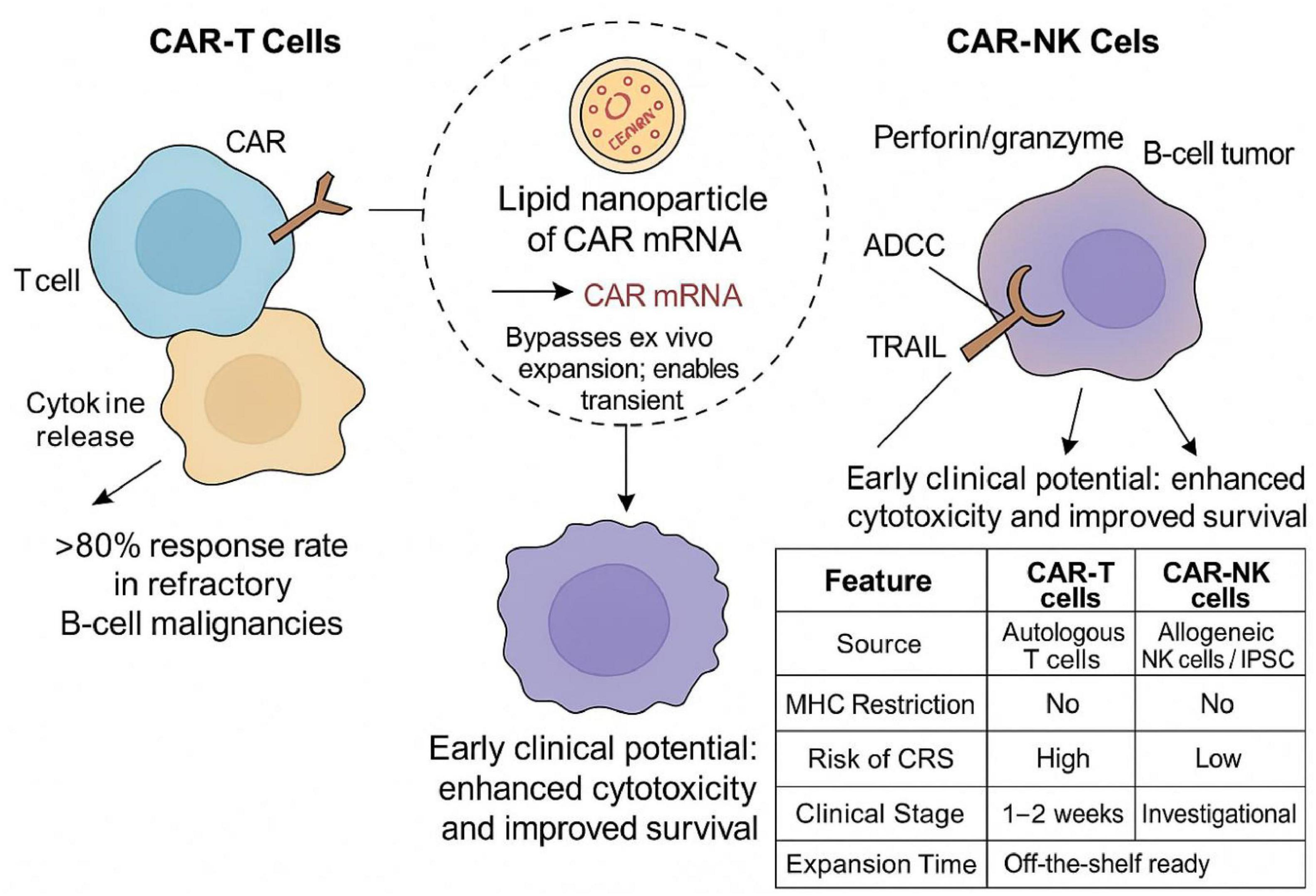 Diagram comparing CAR-T and CAR-NK cells in cancer treatment. CAR-T involves T cells targeting B-cell malignancies, showing over 80% response rate. CAR-NK uses perforin/granzyme for enhanced cytotoxicity against tumors. Both demonstrate clinical potential. A table compares features: CAR-T uses autologous cells, high CRS risk, and takes one to two weeks; CAR-NK uses allogeneic cells, low CRS risk, and is investigational. Lipid nanoparticles deliver CAR mRNA for both, bypassing ex vivo expansion.