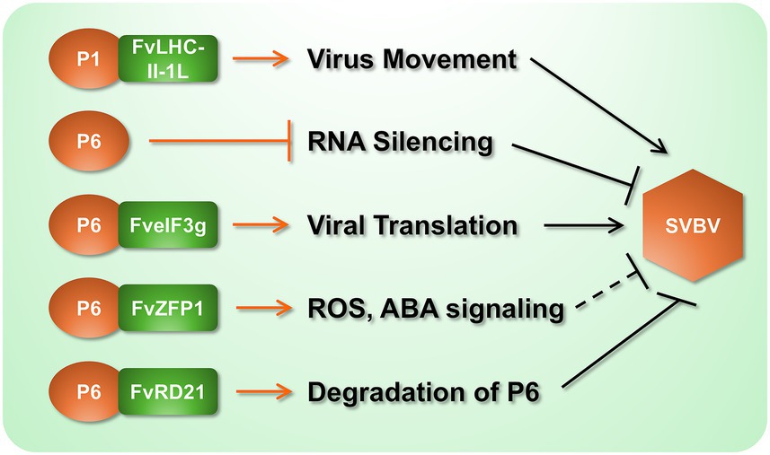 Diagram illustrating interactions between viral proteins and cellular processes. P1 and FvLHC-II-1L promote virus movement. P6 is linked to RNA silencing inhibition, SVBV influence, and processes like viral translation (FveIF3g), ROS and ABA signaling (FvZFP1), and degradation of P6 (FvRD21). SBVB is shown as a hexagon connecting these processes.