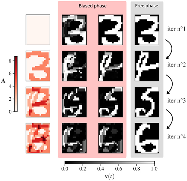 Graphical comparison of two phases over four iterations. The left column displays the “Biased phase” in four red-tinted heatmap visuals, indicating varying amplitude (A) from 0 to 8. The right column presents the “Free phase” in black-and-white heatmaps. Each row represents a sequential increase in iterations from one to four, showcasing the changes in patterns between the phases.