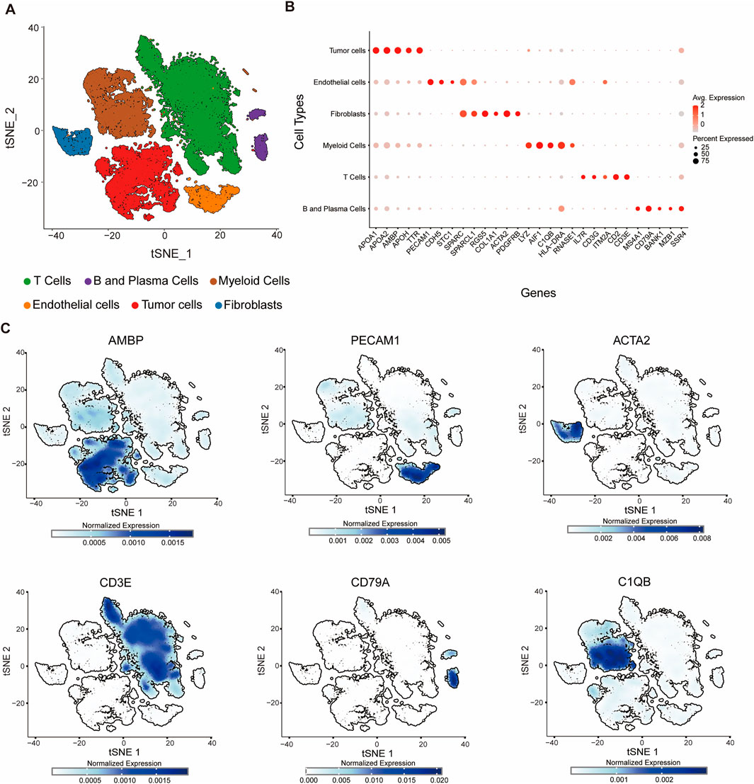 Panel A shows a t-SNE plot with colored clusters representing different cell types: T cells, B and plasma cells, myeloid cells, endothelial cells, tumor cells, and fibroblasts. Panel B displays a dot plot of gene expression across these cell types, with average expression and percentage expressed indicated by color and size of dots. Panel C includes six t-SNE plots with varying shades of blue, each representing the normalized expression of the genes AMBP, PECAM1, ACTA2, CD3E, CD79A, and C1QB. Each plot includes a color bar for expression levels.