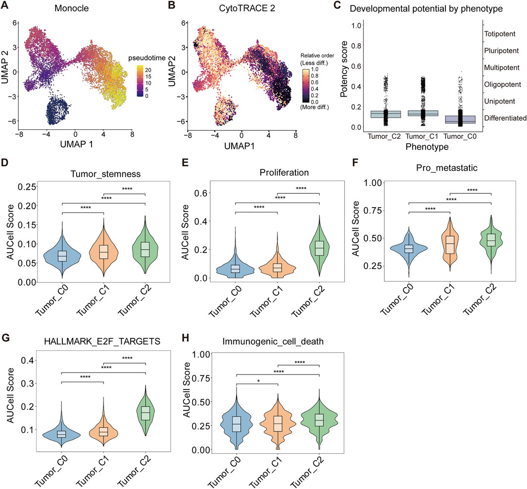 Graphs showing biological data analysis:A. Monocle UMAP plot with pseudotime color gradient from dark blue to yellow.B. CytoTRACE UMAP plot with a relative order gradient from yellow to dark blue.C. Box plot showing developmental potential categorized by phenotype, ranging from totipotent to differentiated.D-H. Violin plots depicting AUCell Scores for tumor datasets (C0, C1, C2) on stemness, proliferation, pro-metastatic, E2F targets, and immunogenic cell death with statistical significance indicated.