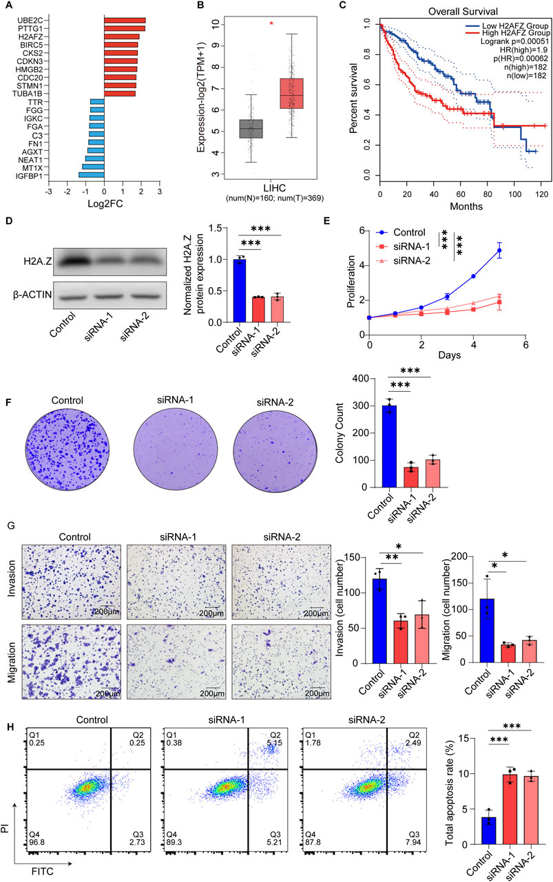 The image presents multiple panels related to a scientific study on gene expression and cancer prognosis. Panel A shows a bar chart of Log2FC values for various genes. Panel B is a box plot displaying expression data for LIHC patients. Panel C contains a Kaplan-Meier plot for overall survival based on H2AFZ expression. Panel D features a Western blot and chart comparing H2A.Z and β-Actin protein expression levels across control and siRNA-treated cells. Panel E depicts a proliferation assay over five days. Panel F illustrates colony formation and counts. Panel G shows invasion and migration assays with quantitative analysis. Panel H displays flow cytometry results for apoptosis, with corresponding charts. Statistical significance is indicated in various panels.