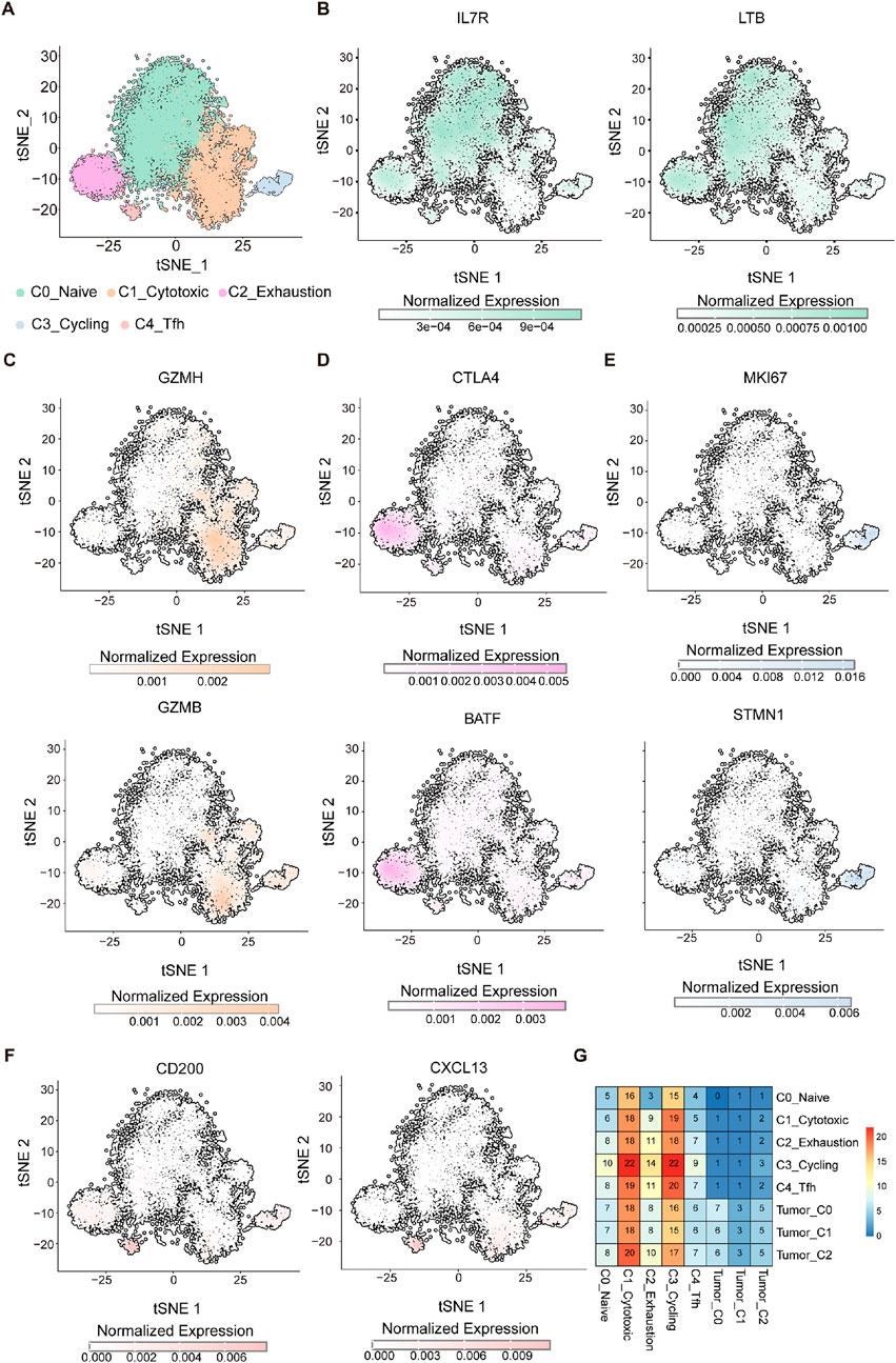 A series of tSNE plots titled A to F shows different normalized gene expressions (IL7R, LTB, GZMH, CTLA4, MKI67, GZMB, BATF, STMN1, CD200, CXCL13) across six clusters: C0_Naive, C1_Cytotoxic, C2_Exhaustion, C3_Cycling, C4_Tfh. Each plot displays a distinct color gradient indicating expression levels. Panel G is a heatmap with numeric data representing interactions between the same clusters and tumors (Tumor_C0, Tumor_C1, Tumor_C2) with a color gradient from blue to red denoting low to high interactions.