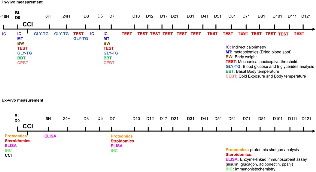 Timeline depicting in-vivo and ex-vivo measurement schedules. In-vivo timeline includes activities like indirect calorimetry, metabolomics, body weight, and various tests at specific intervals from day -48H to D121. Ex-vivo timeline includes proteomics, steroidomics, ELISA, and immunohistochemistry from BL D0 to D121. Abbreviations are explained, such as BBT for Basal Body Temperature and CEBT for Cold Exposure and Body Temperature.
