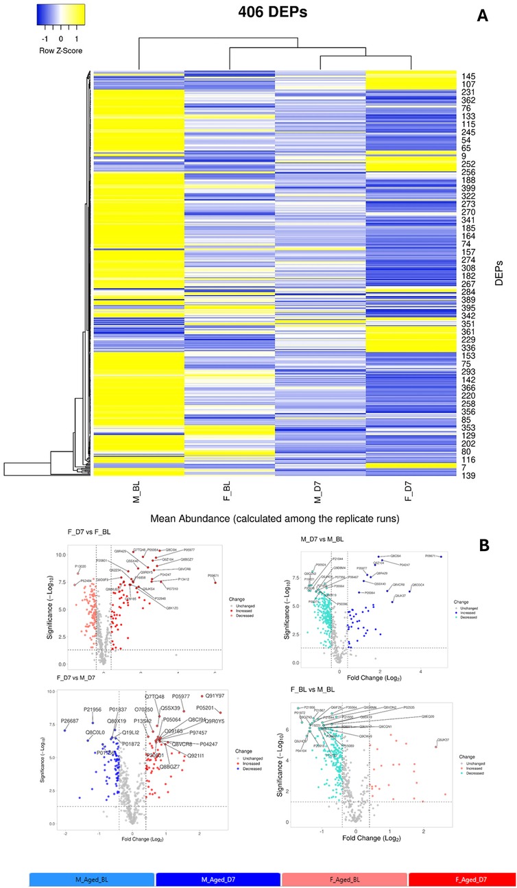 Heatmap and volcano plots illustrating proteomic data analysis. The heatmap displays the abundance of 406 differentially expressed proteins (DEPs) with a color gradient from blue to yellow indicating Row Z-Score values. Panels A and B show four volcano plots comparing significance (Log10) and fold change (Log2) among different experimental groups, with colored dots representing increased (red) or decreased (blue) expression levels. Labels indicate sample comparisons: F_D7 vs F_BL, M_D7 vs M_BL, F_D7 vs M_D7, and F_BL vs M_BL, with a legend showing color coding for each group.