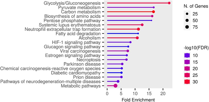 Bar chart depicting various biological pathways with corresponding fold enrichment. Glycolysis/Gluconeogenesis shows the highest enrichment. Dot sizes indicate the number of genes involved, with larger dots signifying more genes. Colors represent -log10(FDR) values, ranging from blue (10) to red (30).