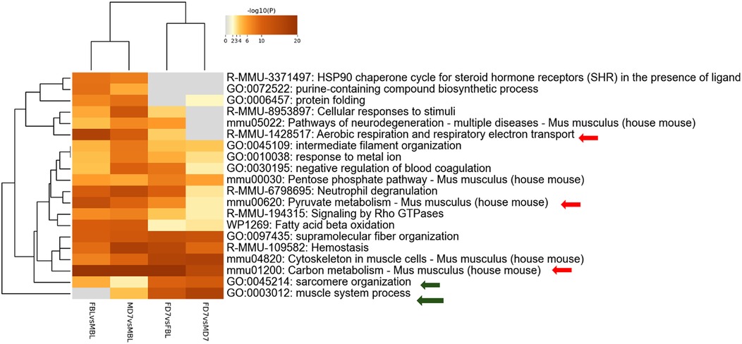 Heatmap showing gene expression data with hierarchical clustering. Rows represent various biological processes and pathways, while columns labeled FBLvsMBL, MD7vsMBL, FD7vsFBL, and FD7vsMD7 indicate different comparisons. Color gradient from light to dark orange represents increasing significance levels, as indicated by the accompanying color key. Arrows in red and green highlight specific processes related to metabolism and muscle systems in Mus musculus (house mouse).