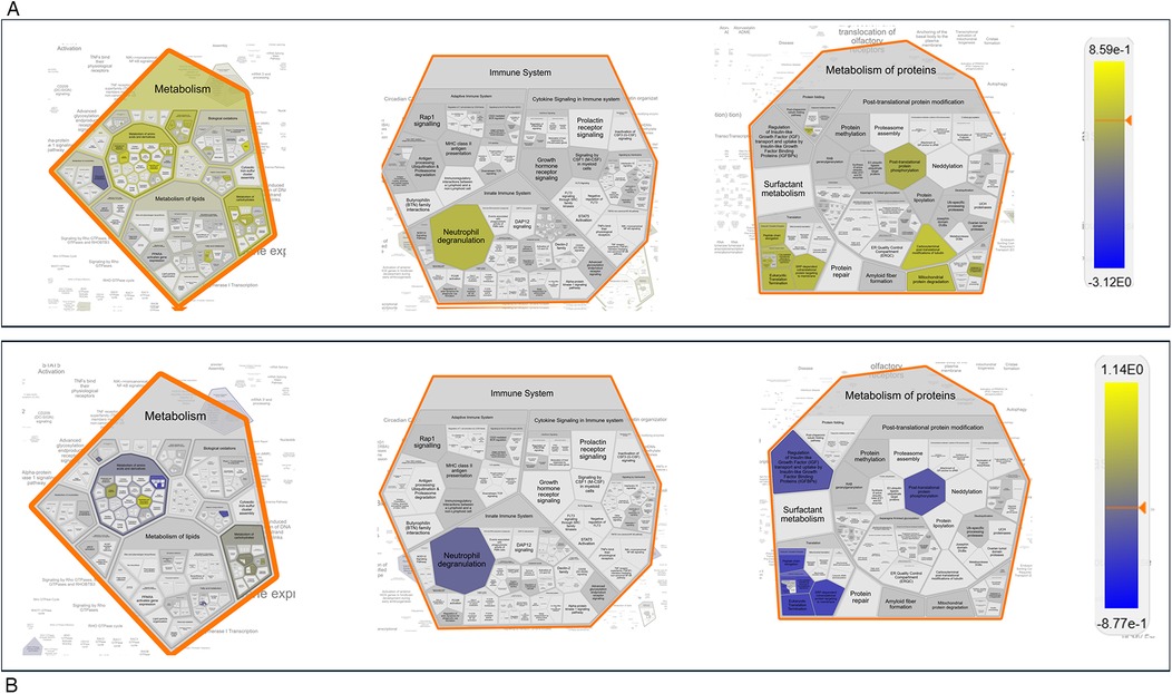Two grouped images labeled A and B, each with three hexagonal diagrams showing cellular pathways. The paths are categorized under Metabolism, Immune System, and Metabolism of Proteins. The top image (A) has yellow and green hexagons, while the bottom (B) has blue and gray. A color scale on the right ranges from blue to yellow, indicating data values. Each diagram contains subdivided sections with specific cellular processes and pathways labeled within them.