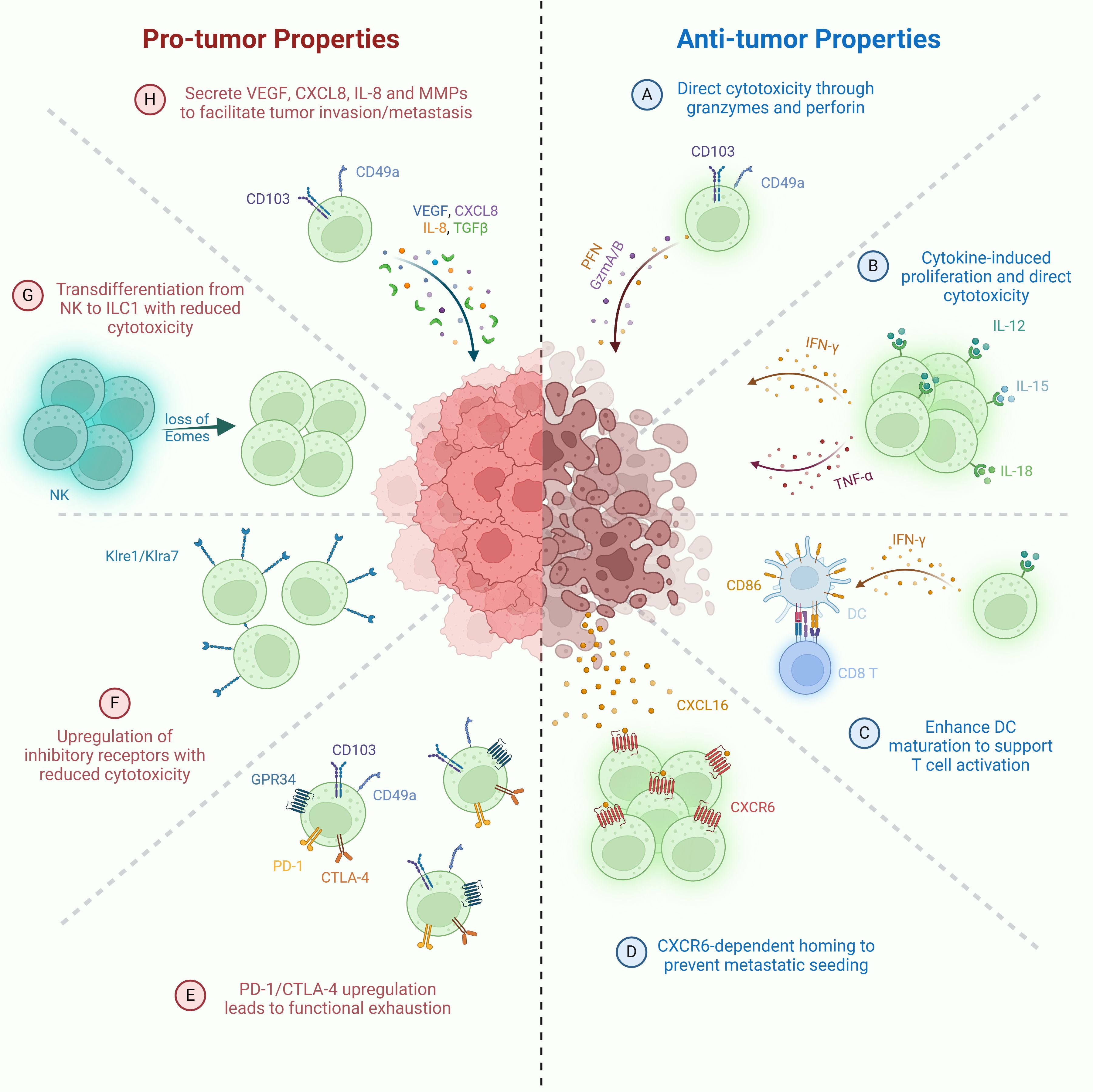 Diagram of the tumor microenvironment showing anti-tumor and pro-tumor functions of ILC1s. Anti-tumor activities include direct tumor cell killing via granzyme/perforin, cytokine-induced proliferation, IFN-γ and TNF secretion, and CXCR6-guided migration to tumors. Pro-tumor effects include NK-to-ILC1 conversion, immune suppression via inhibitory receptors, TGF-β secretion by CD49a⁺CD103⁺ ILC1s, and checkpoint molecule-induced exhaustion.
