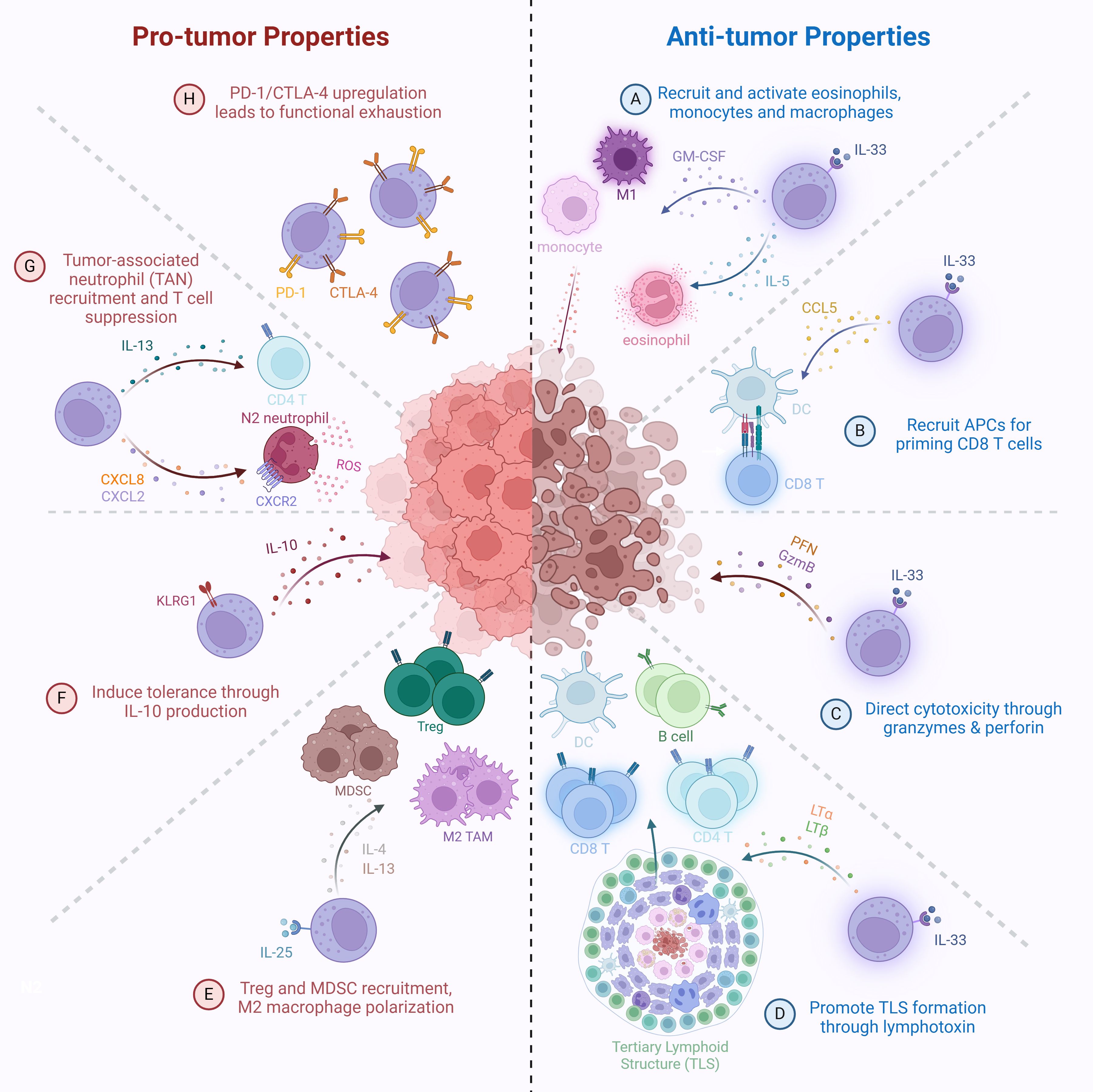 Tumor microenvironment diagram split into ILC2-mediated anti- and pro-tumor functions. Anti-tumor roles involve IL-33-induced activation of myeloid cells and eosinophils, CCL5-mediated APC recruitment, cytotoxicity, and TLS formation. Pro-tumor roles include IL-25-driven recruitment of Tregs, MDSCs, and M2 macrophages, immunosuppression via IL-10, neutrophil recruitment, Th2 polarization, and ILC2 exhaustion via checkpoint molecule expression.