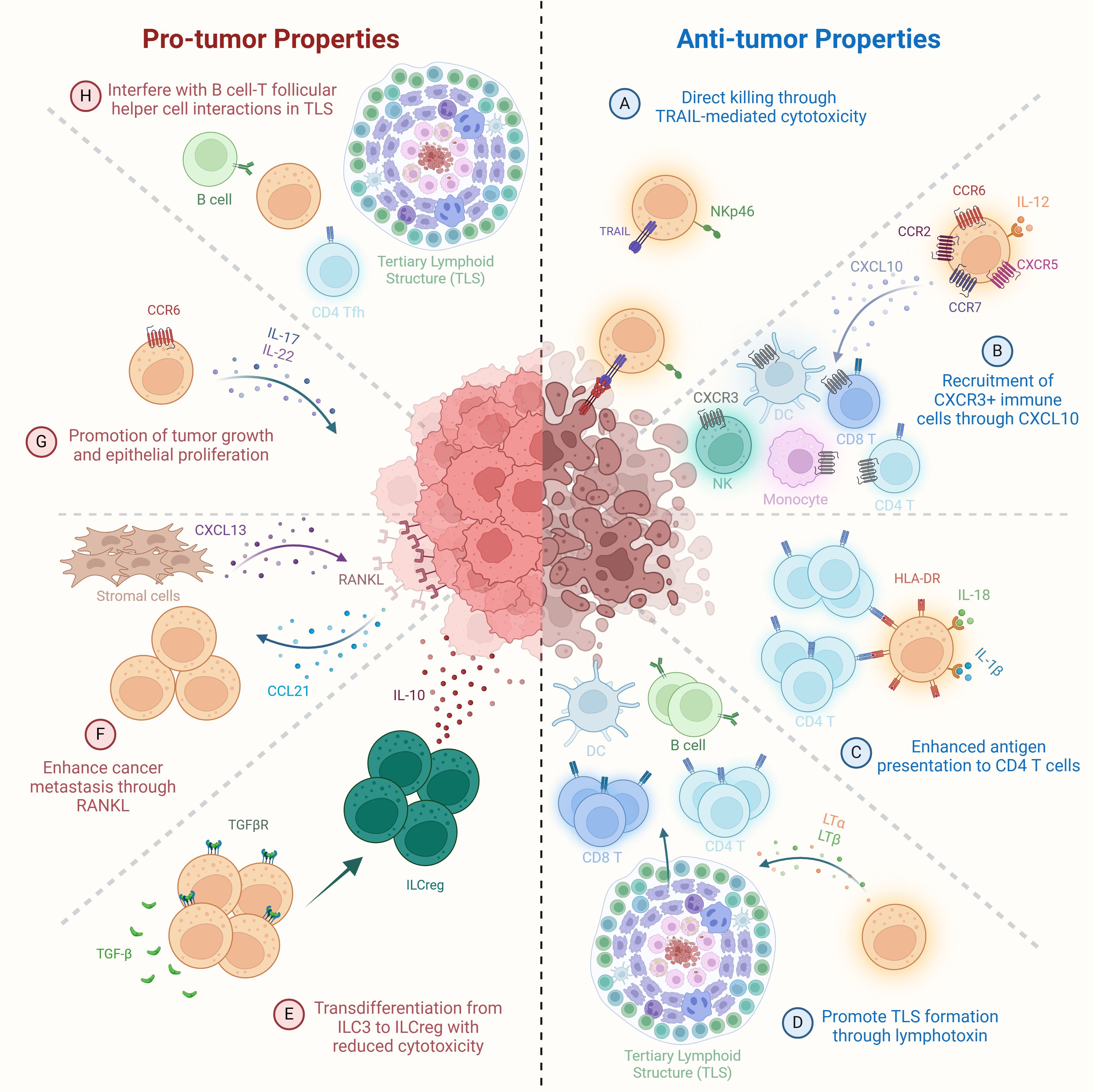 Tumor microenvironment schematic highlighting dual ILC3 roles in cancer. Anti-tumor effects include TRAIL-mediated killing by NKp46⁺ ILC3s, recruitment of immune cells via CXCL10, HLA-DR-mediated antigen presentation, and lymphotoxin-driven TLS development. Pro-tumor activities involve ILC3 transdifferentiation into ILCregs, CXCL13–RANKL axis-mediated metastasis, IL-17/IL-22-driven proliferation, and disruption of Tfh–B cell interactions in TLSs.