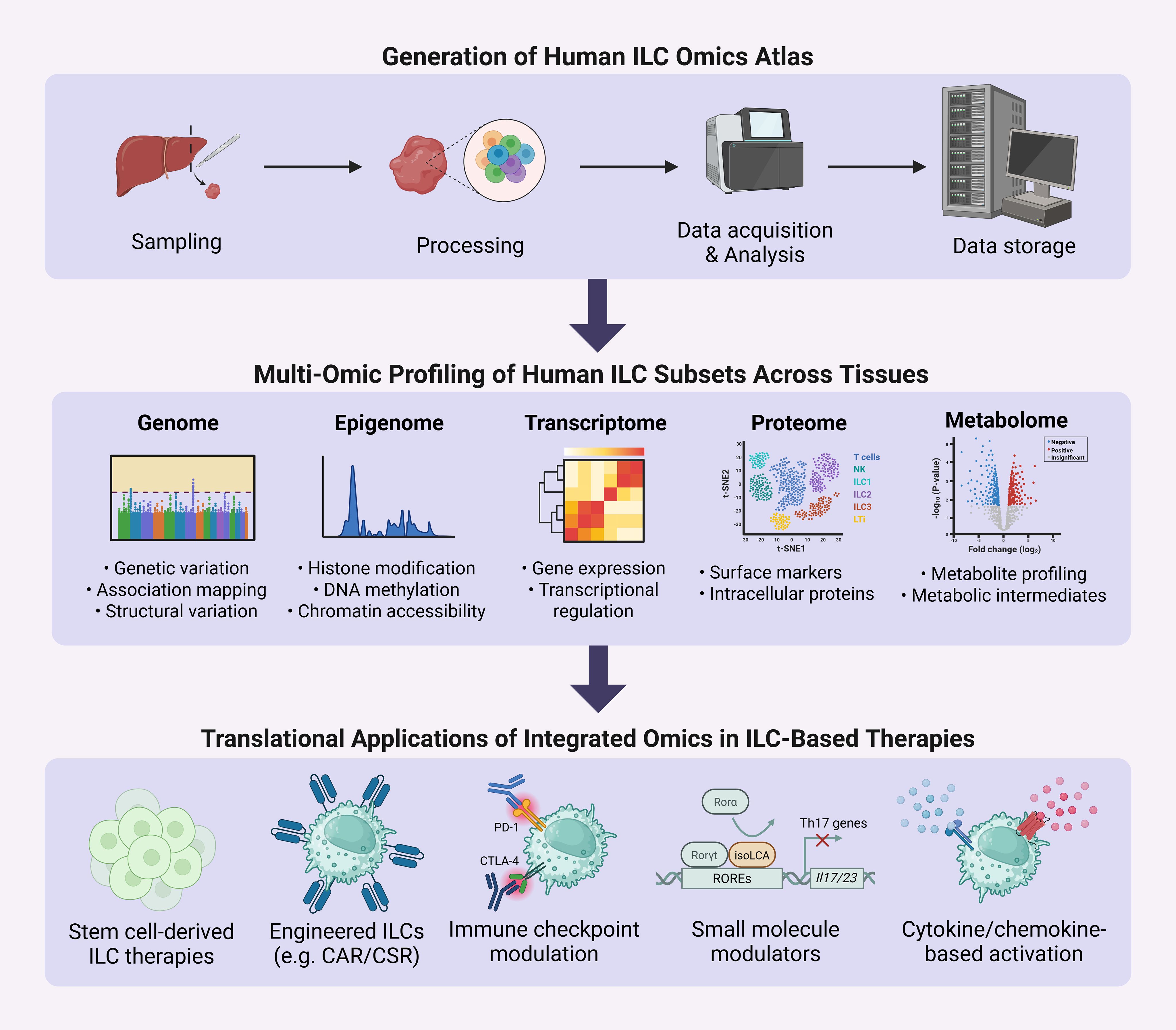 Flowchart illustrating the generation of a human ILC omic atlas. The top section depicts the workflow beginning with tissue biopsy, followed by sample processing, multi-modal data acquisition, integrative analysis, and secure data storage. The middle section outlines multi-omic profiling of human innate lymphoid cell (ILC) subsets across various tissues, encompassing genomic, epigenomic, transcriptomic, proteomic, and metabolomic layers. Key features analyzed include genetic variants, DNA methylation, histone modifications, gene expression, protein abundance, and metabolic signatures. The bottom section presents translational applications of the atlas, including stem cell-derived ILC therapies, genetically engineered ILCs, modulation of immune checkpoints, use of small molecule regulators, and cytokine or chemokine-mediated activation of ILC functions for therapeutic purposes.