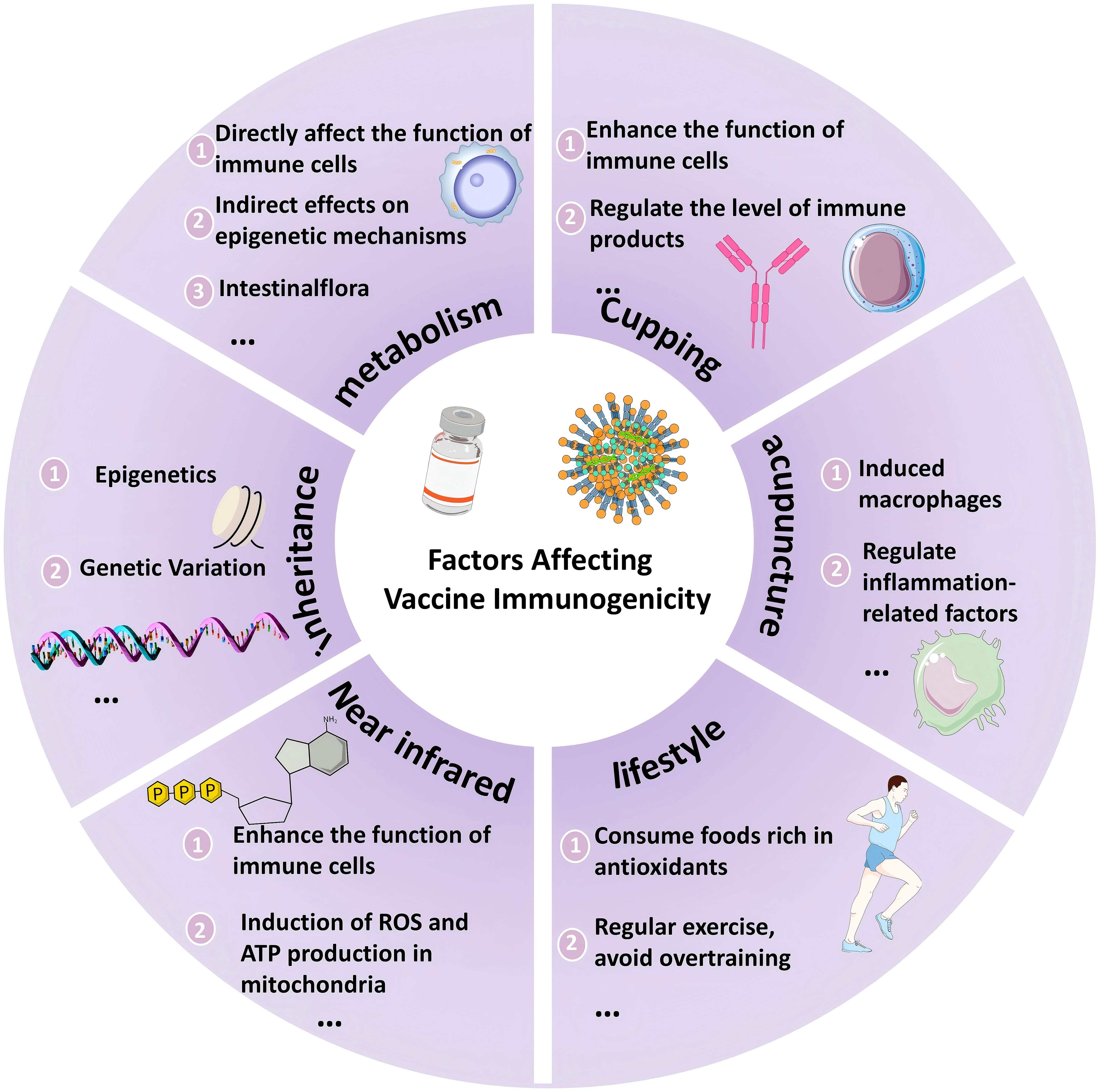 Diagram showing factors affecting vaccine immunogenicity. It includes sections: metabolism (effects on immune cells and epigenetic mechanisms), cupping (enhancing immune function), acupuncture (inducing macrophages), inheritance (epigenetics, genetic variation), near infrared (immune cell function, ROS and ATP production), and lifestyle (antioxidant-rich foods, exercise). Each section uses images and brief descriptions.
