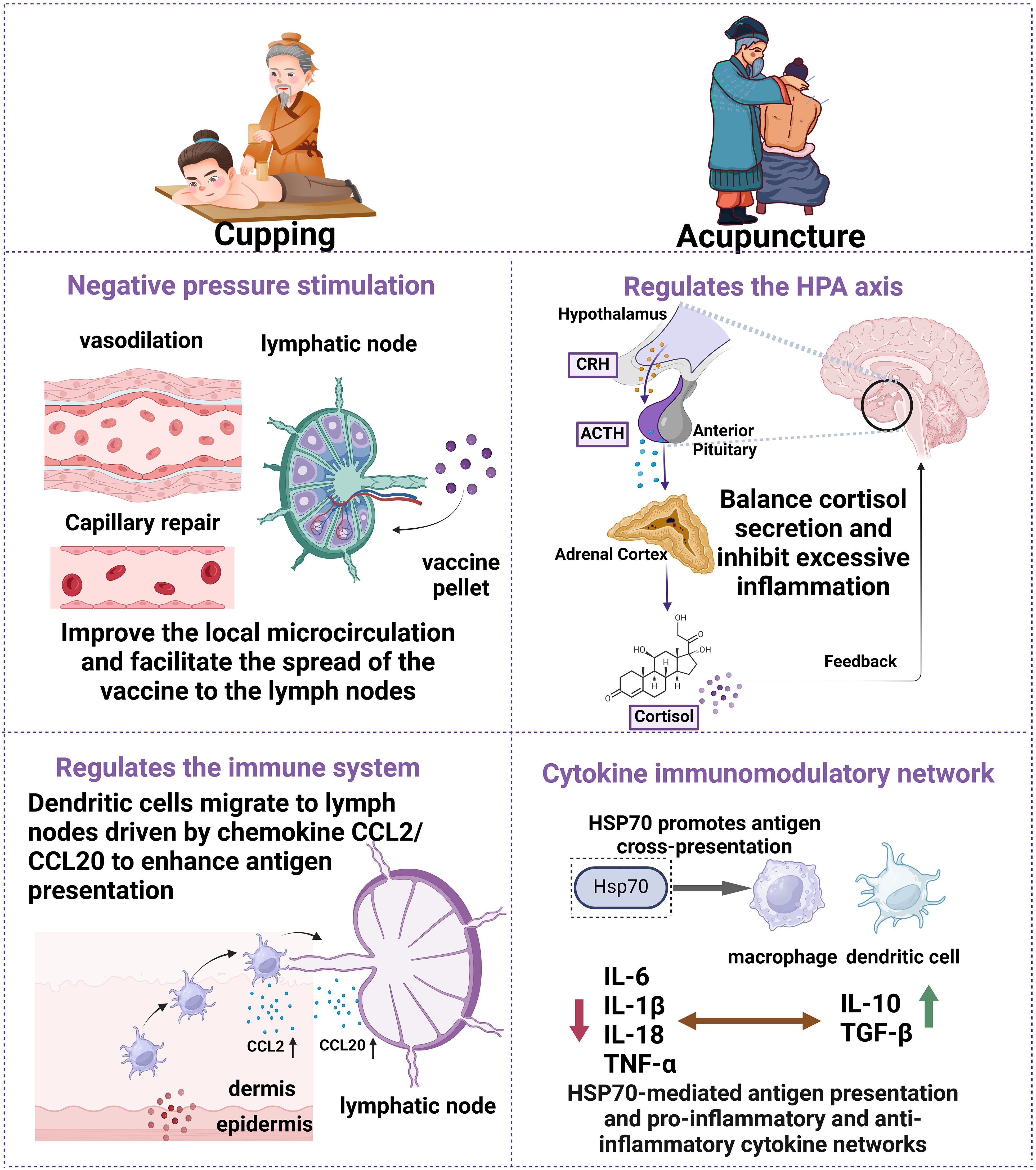 Illustration showing the effects of cupping and acupuncture with four panels. Top left: Cupping, highlighting negative pressure stimulation improves microcirculation, aiding vaccine spread to lymph nodes. Top right: Acupuncture, regulating the HPA axis, balances cortisol and inhibits inflammation. Bottom left: Immune system regulation, dendritic cells migrate to lymph nodes, enhancing antigen presentation. Bottom right: Cytokine immunomodulatory network, HSP70 promotes antigen cross-presentation, managing cytokine networks.