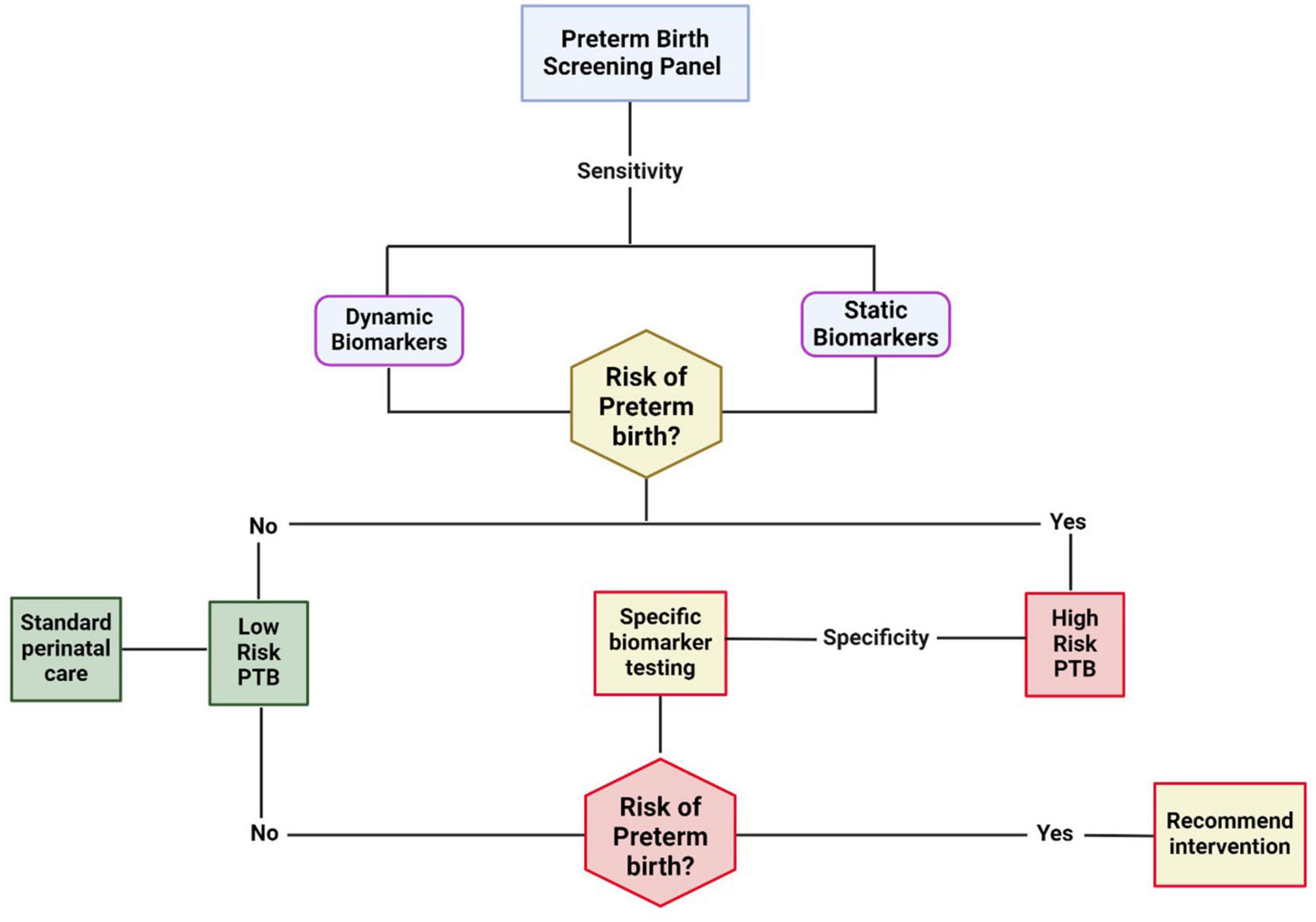 Flowchart depicting a preterm birth screening panel. It starts with assessing sensitivity through dynamic and static biomarkers, leading to an evaluation of preterm birth risk. If no risk, standard perinatal care follows for low-risk cases. If yes, specific biomarker testing checks specificity. High risk results in recommending intervention.