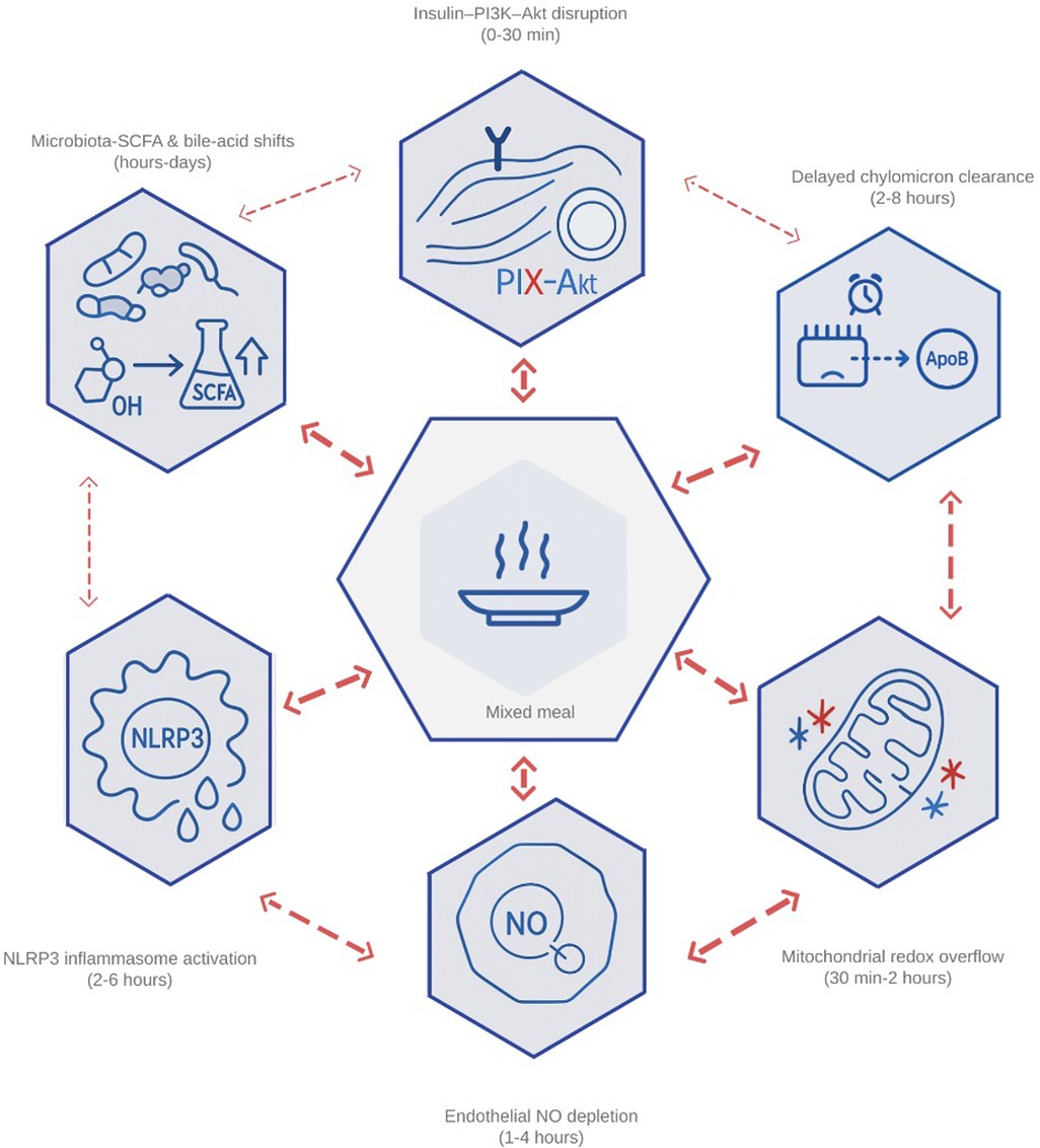 Flowchart illustrating the effects of a mixed meal. Central hexagon with a plate, surrounded by arrows linking other hexagons: Insulin-PI3K-Akt disruption (0-30 min), Delayed chylomicron clearance (2-8 hours), Mitochondrial redox overflow (30 min-2 hours), Endothelial NO depletion (1-4 hours), NLRP3 inflammasome activation (2-6 hours), and Microbiota-SCFA & bile-acid shifts (hours-days). Each hexagon features related icons and text.