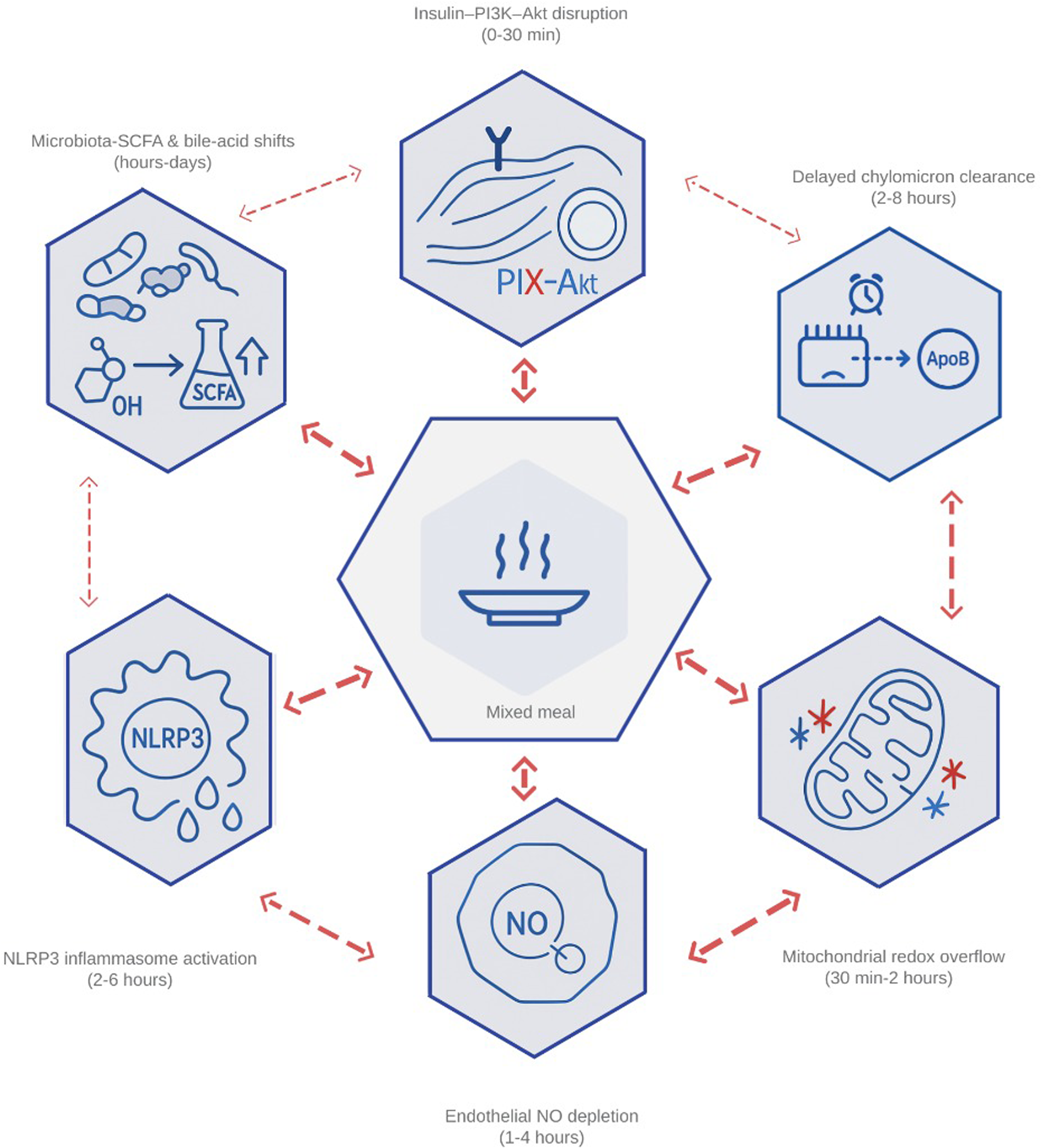 Flowchart illustrating the effects of a mixed meal. Central hexagon with a plate, surrounded by arrows linking other hexagons: Insulin-PI3K-Akt disruption (0-30 min), Delayed chylomicron clearance (2-8 hours), Mitochondrial redox overflow (30 min-2 hours), Endothelial NO depletion (1-4 hours), NLRP3 inflammasome activation (2-6 hours), and Microbiota-SCFA & bile-acid shifts (hours-days). Each hexagon features related icons and text.