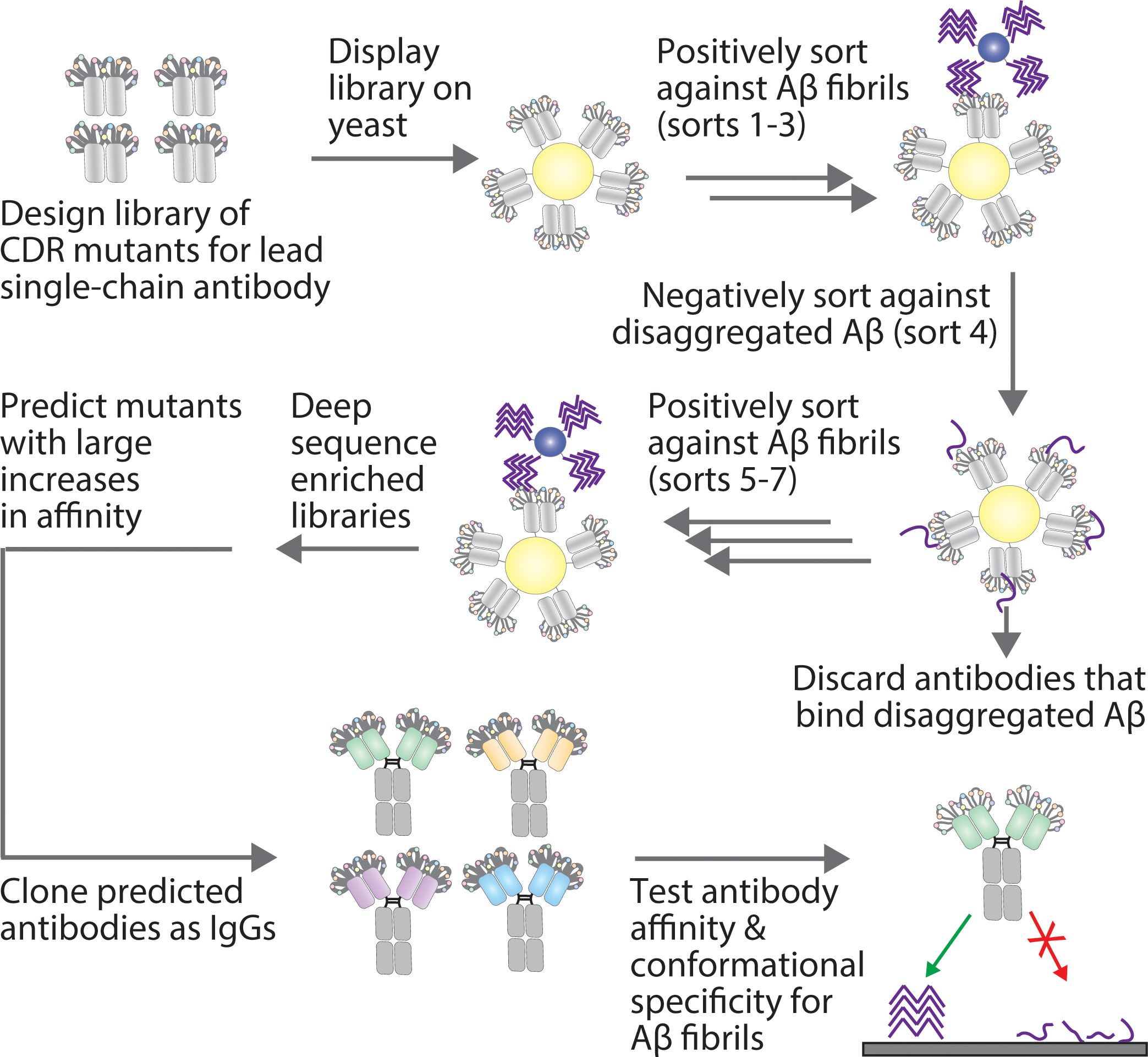 Flowchart depicting the process of generating antibodies againstAb fibrils. It begins with designing a library of CDR mutants, displaying them on yeast.Initial sorting (steps one to three) targets Ab fibrils, followed by negative sorting againstdisaggregated Ab (step four). Steps five to seven further sort for Ab fibrils. The enriched mutants are deeply sequenced and predicted forhigh affinity, then cloned as IgGs. Finally, antibody affinity and specificity for Ab fibrils aretested.