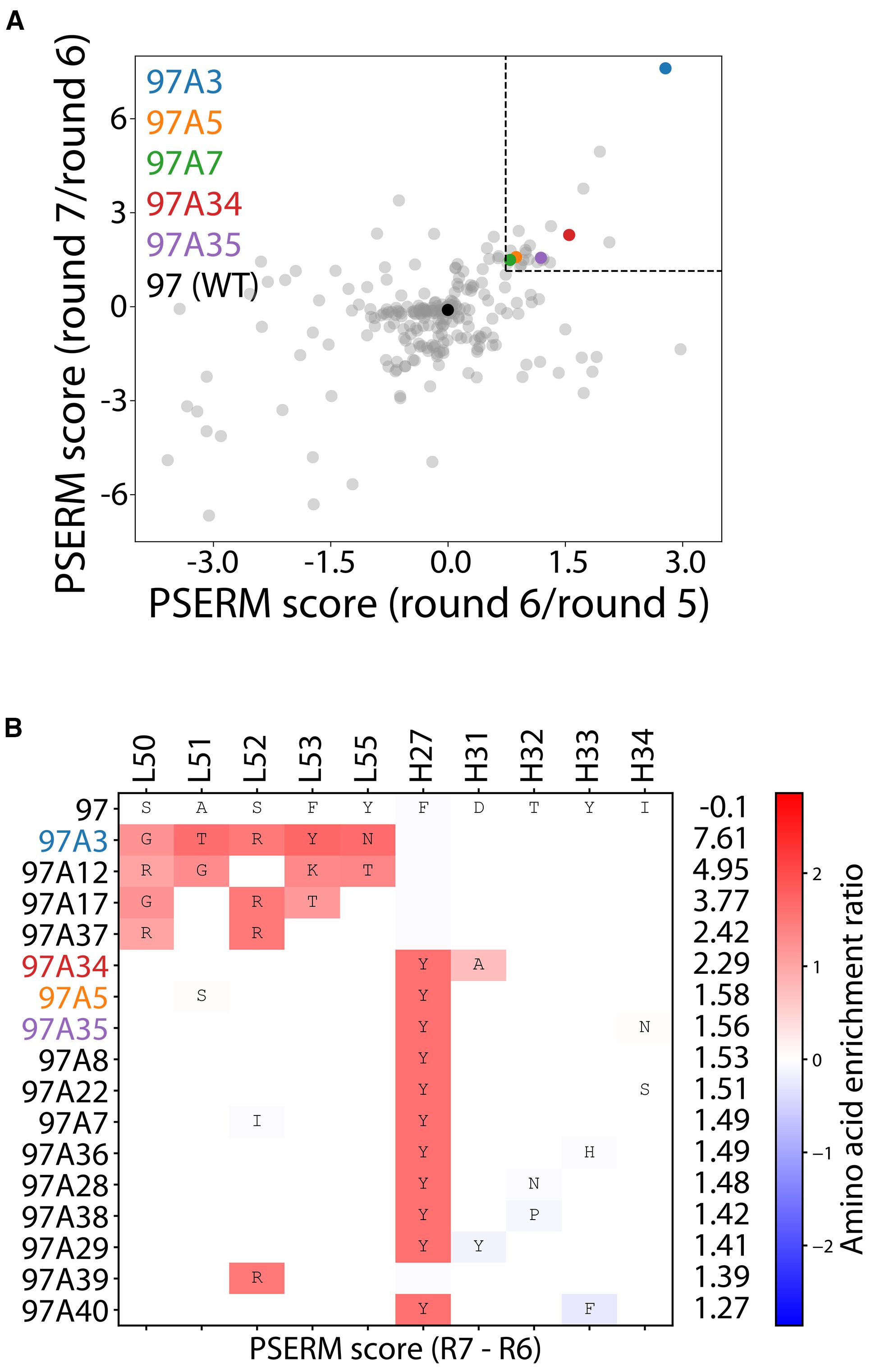 Scatter plot (A) displays PSERM scores across rounds six and seven, highlighting select variants with colors. Heatmap (B) shows amino acid enrichment ratios for each variant, with variations marked in red or blue, indicating enrichment or depletion.